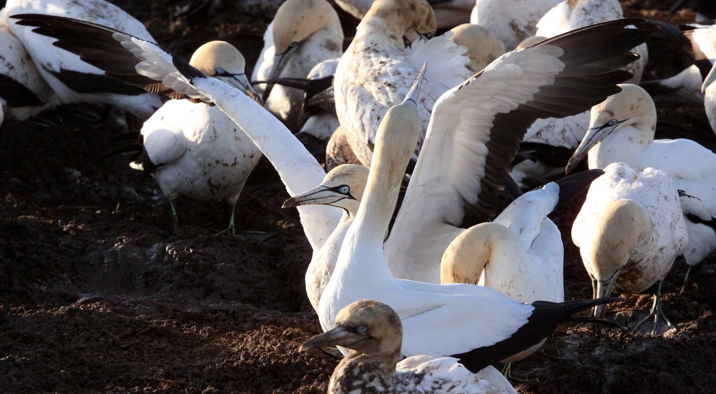 Cape gannet (Morus capensis) Lambert's Bay South Africa (40).JPG