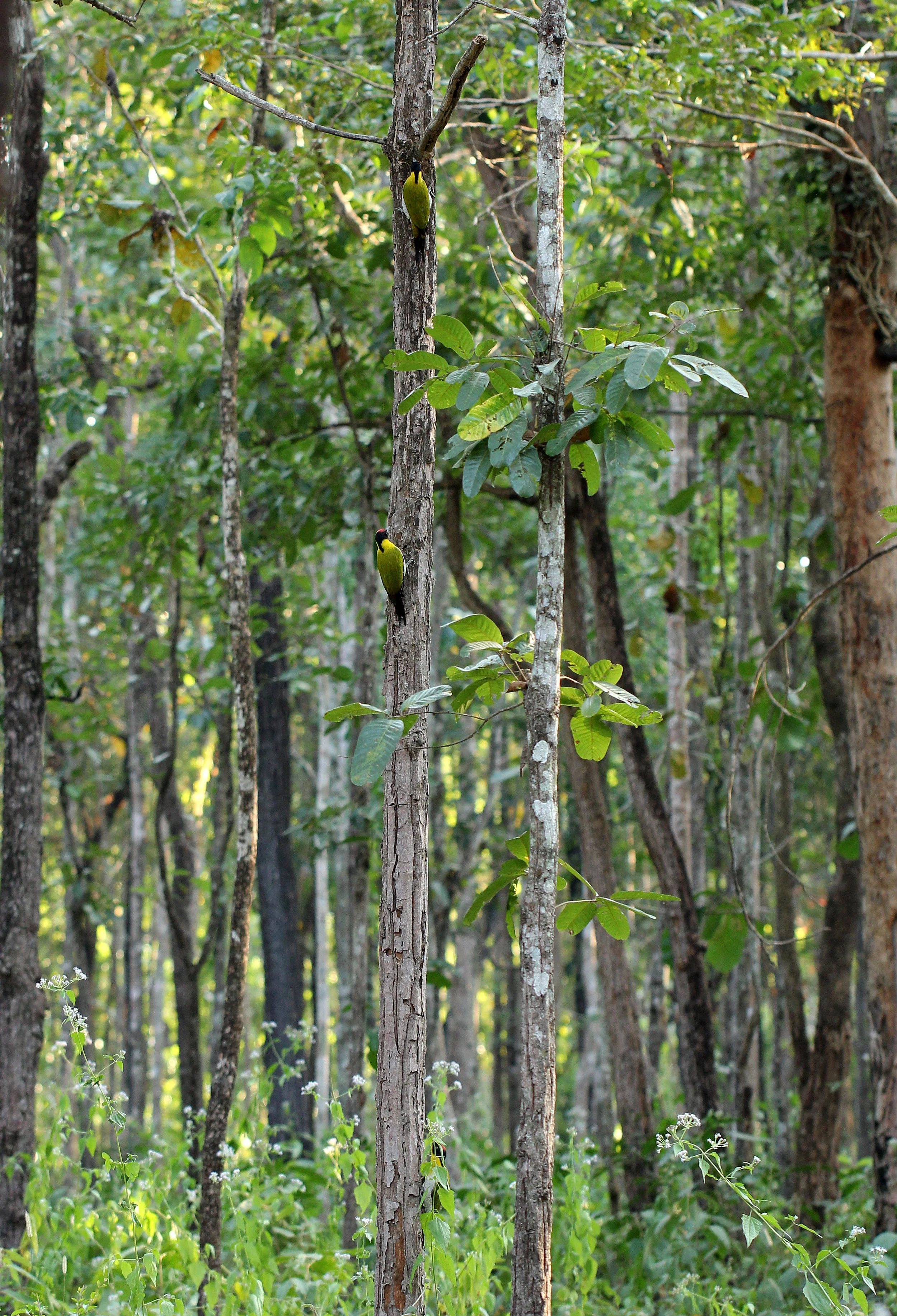 Compare this Dry Deciduous Forest during the rainy season with the baron dry season appearance.