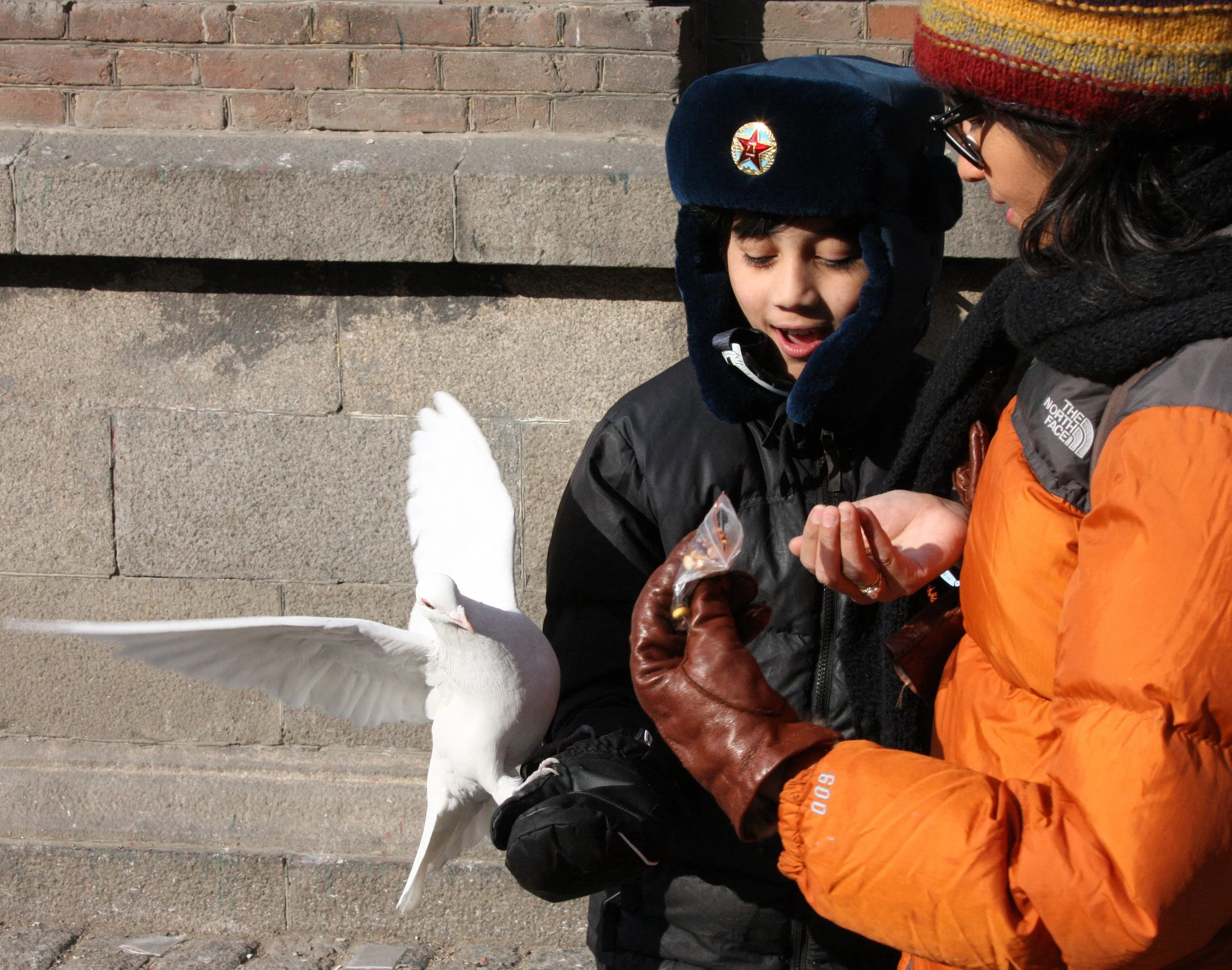BIRD - PIGEON - HARBIN SAINT SOPHIA'S CATHEDRAL CHINA (37).JPG