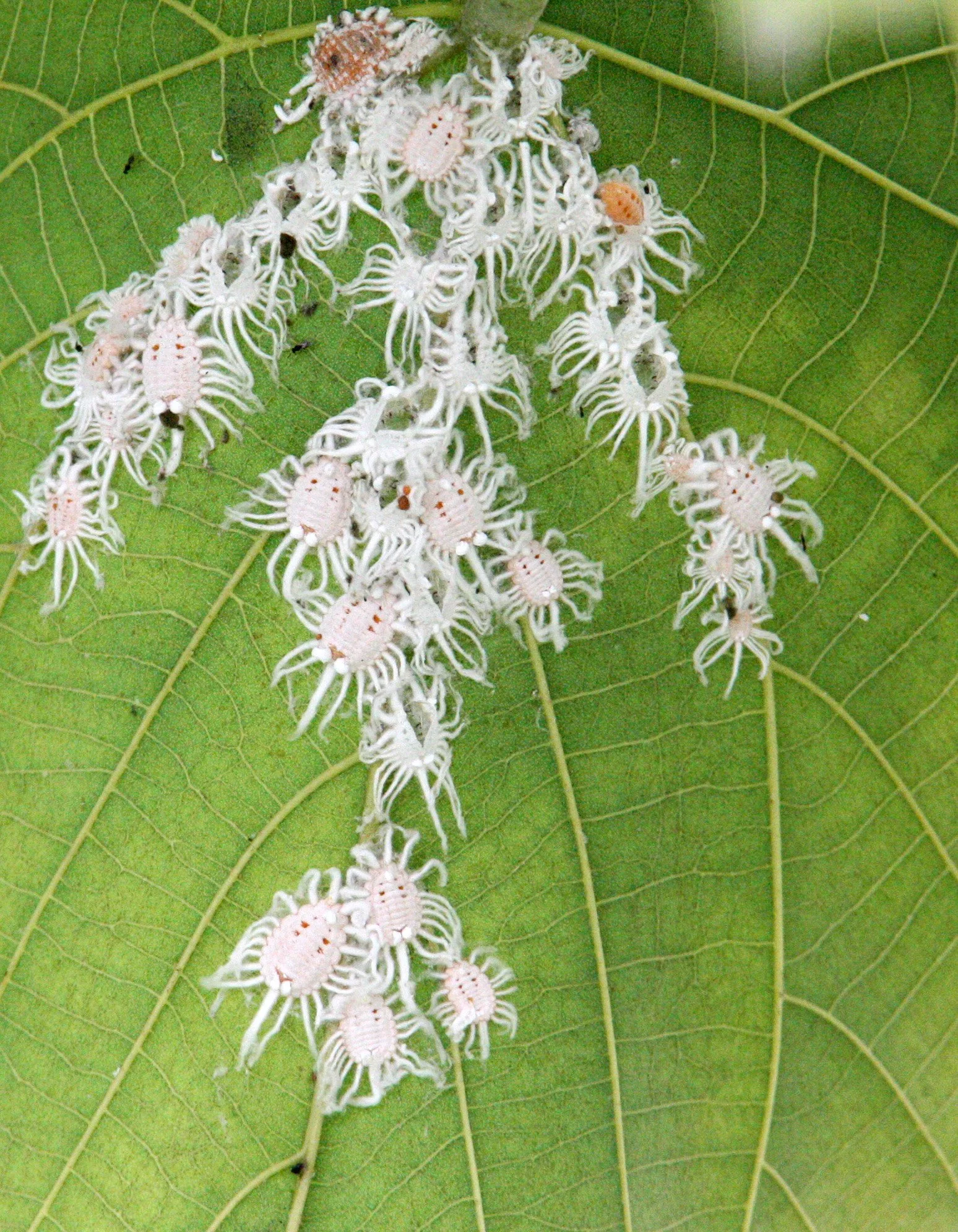 Icerya species - Cottony Cushion Scales or Bugs - Mai Po Wetlands, Hong Kong