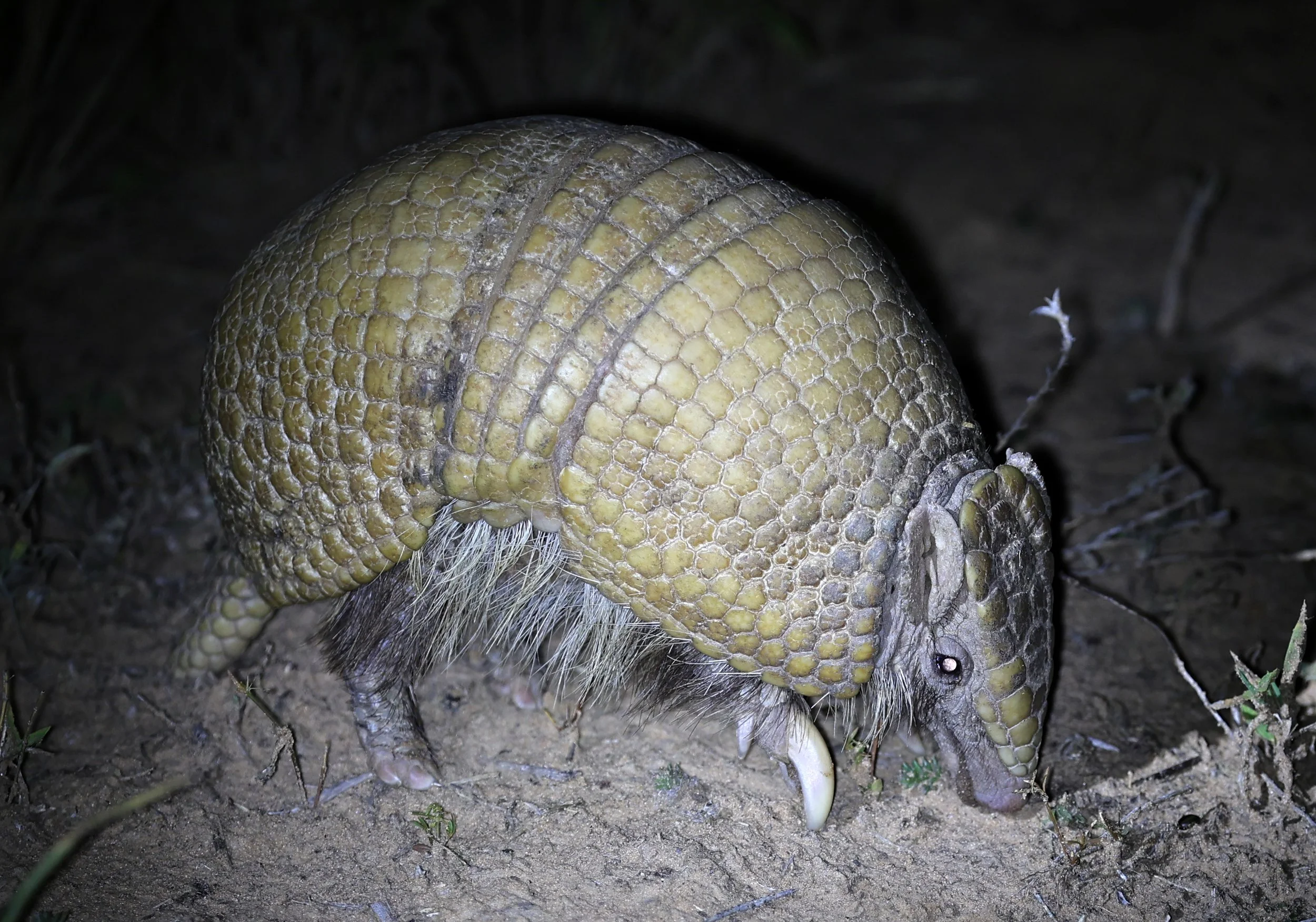 Southern Three-banded Armadillo (Tolypeutes matacus)