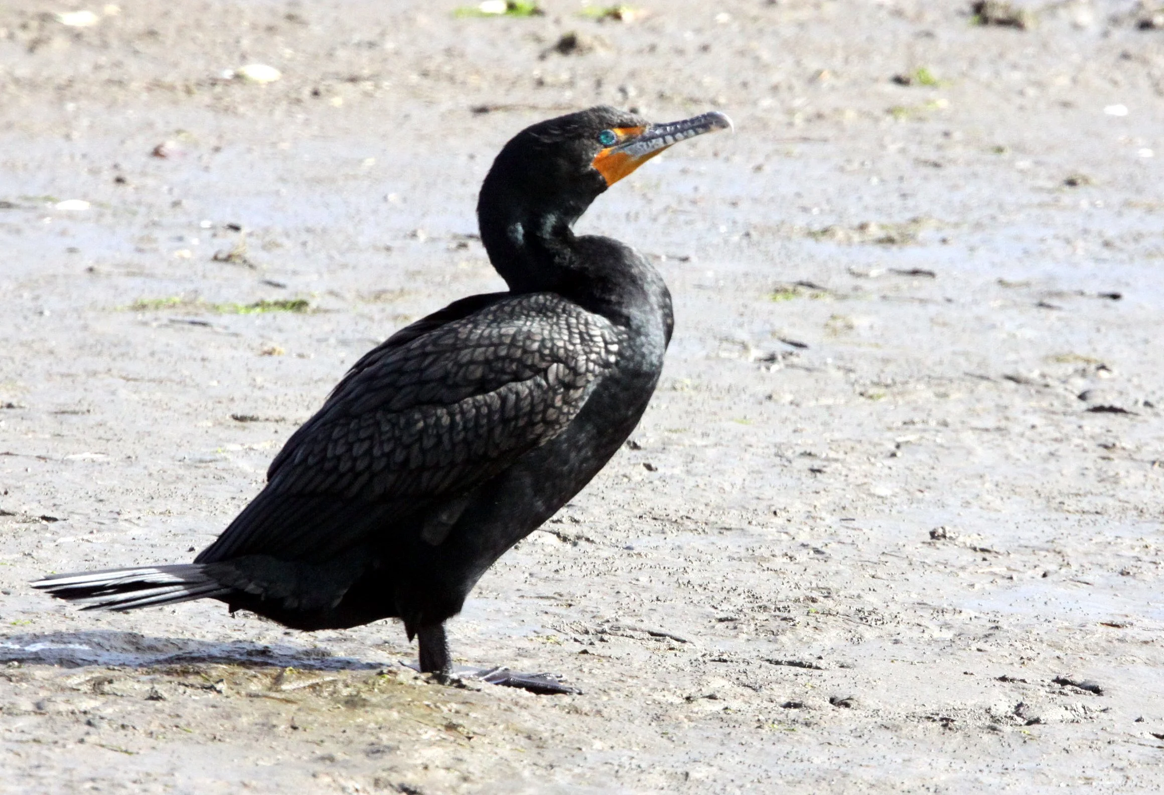 Nannopterum auritum - Double-crested Cormorant - Elkhorn Slough, California (4).JPG