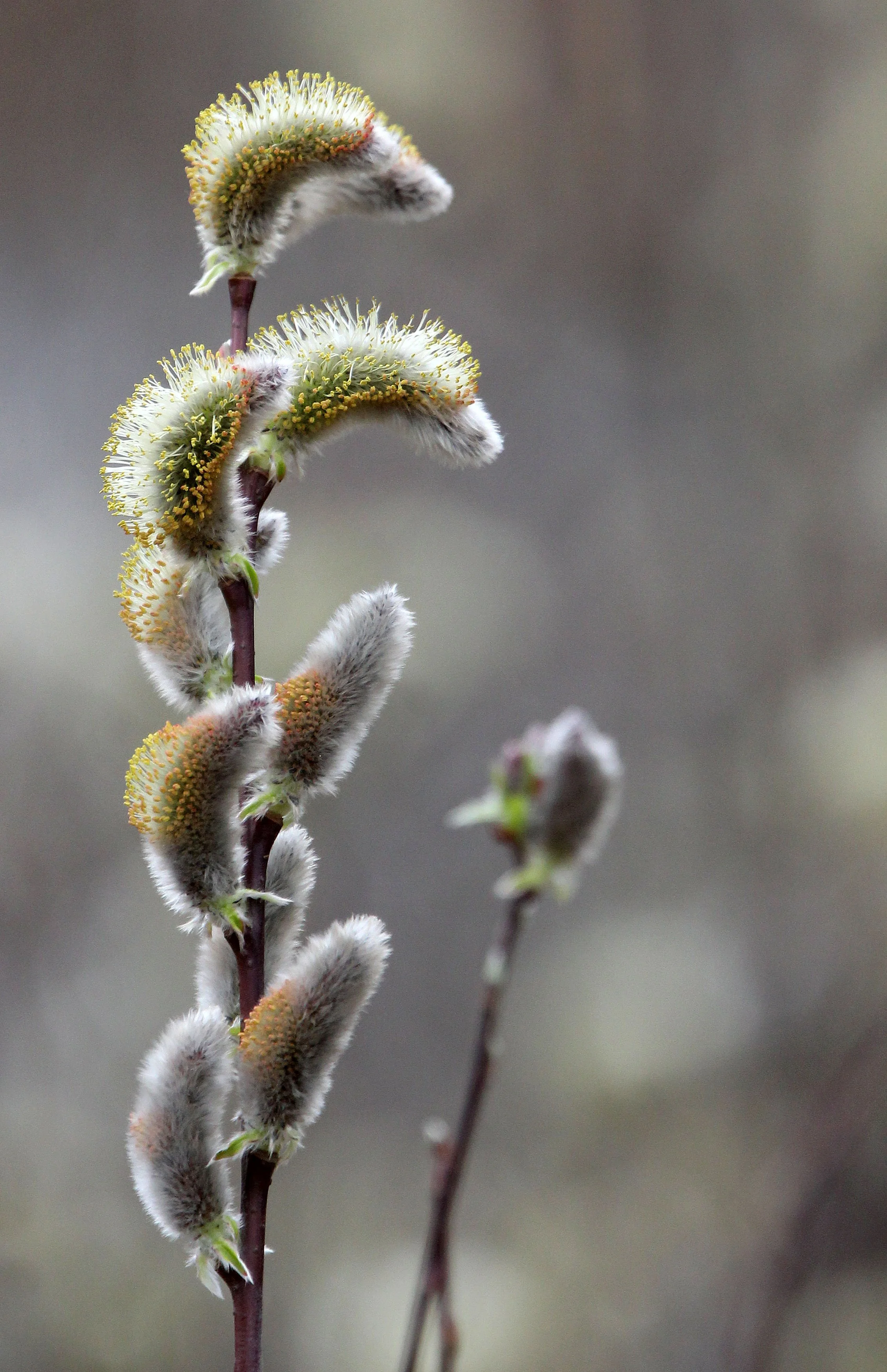 BINJIANG FOREST PARK SHANGHAI (13).JPG