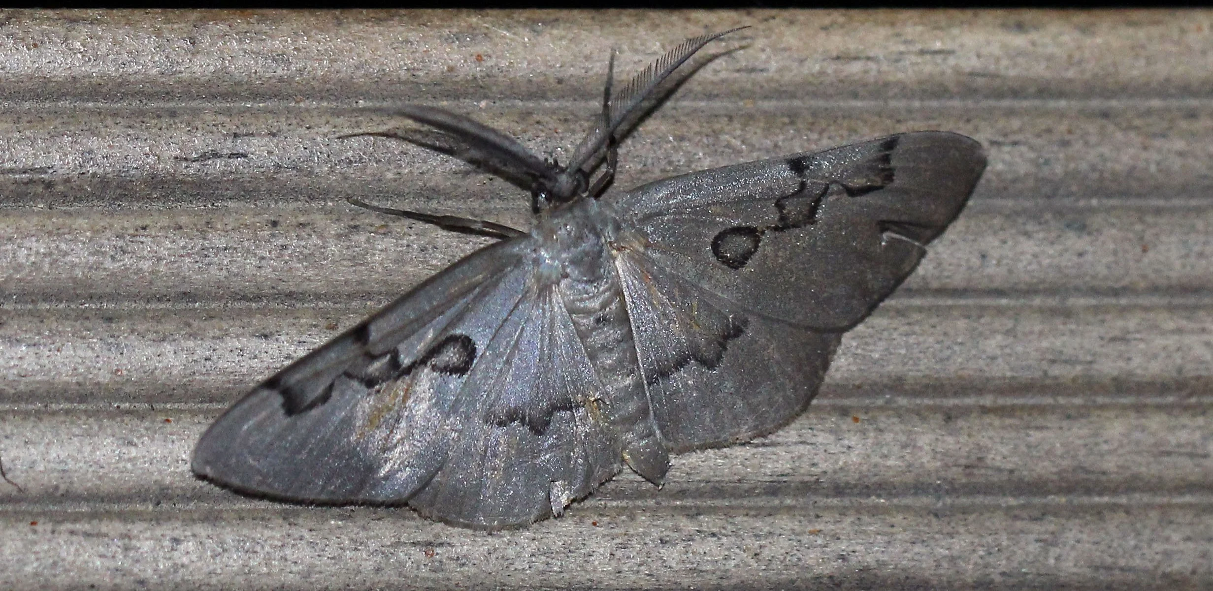 Geometridae - Hypochrosis cf. subrufa - Koh Lanta, Thailand
