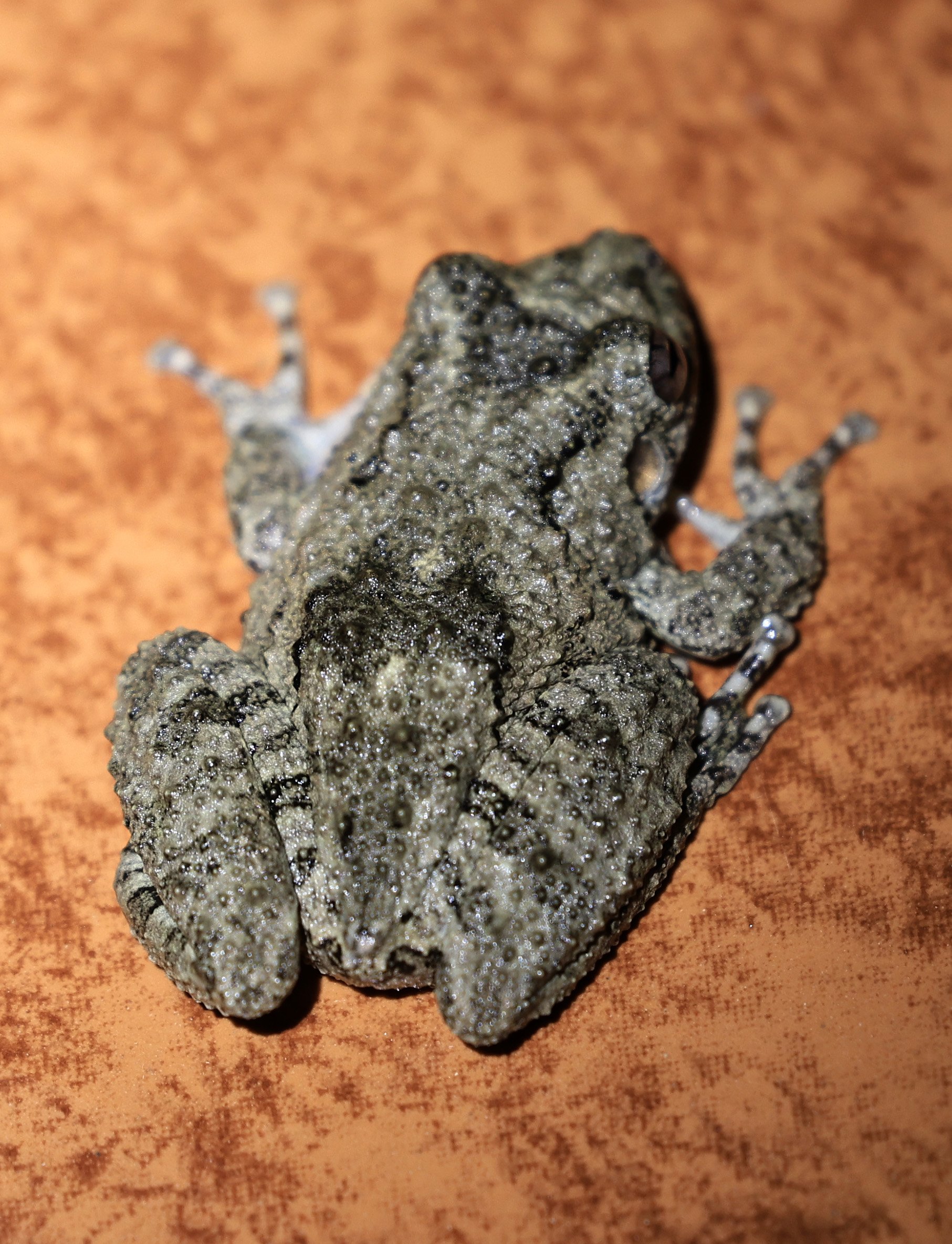 Mato Grosso Snouted Tree Frog or Warty Snouted Tree Frog (Scinax acuminatus) Estancia Campo'í Paraguay