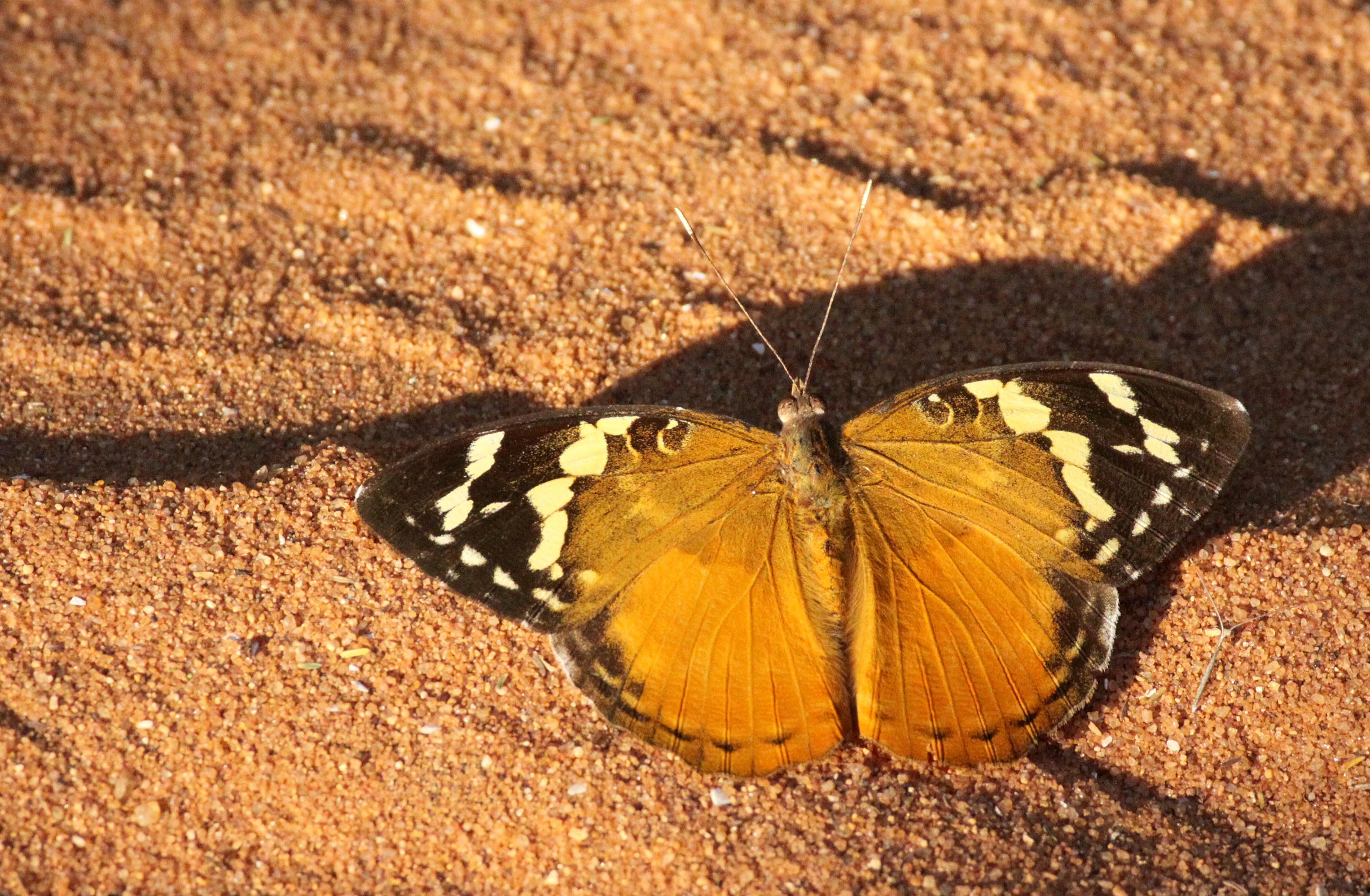 Nymphalidae - Aterica rabena - Berenty Reserve, Madagascar