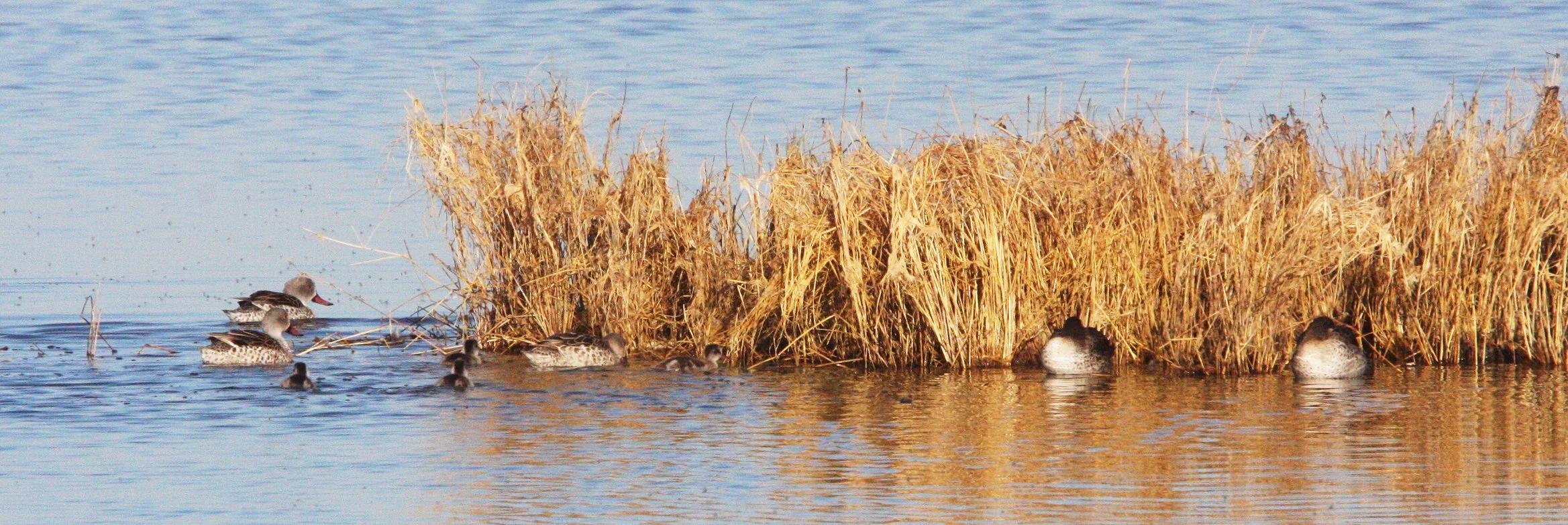 TEAL - CAPE TEAL - Anas capensis - WITH SOUTHERN POCHARD (Netta erythrophthalma) - ETOSHA NATIONAL PARK NAMIBIA (4).JPG