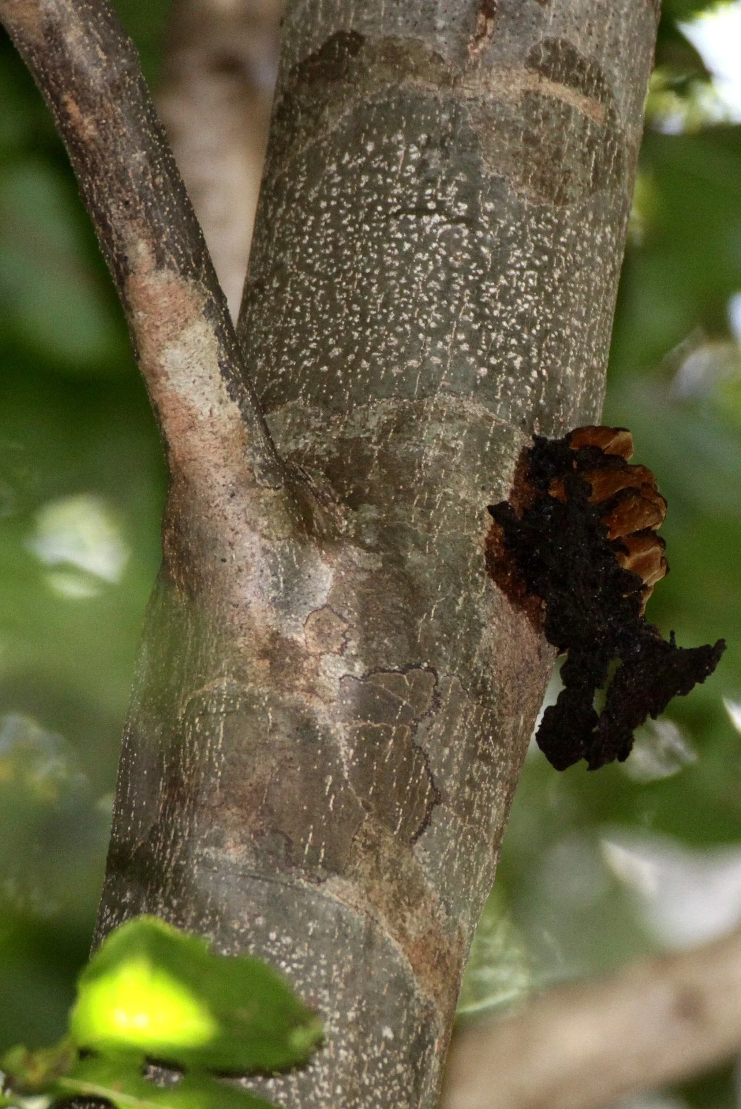 FUNGI - ANKARANA NATIONAL PARK MADAGASCAR (11).JPG