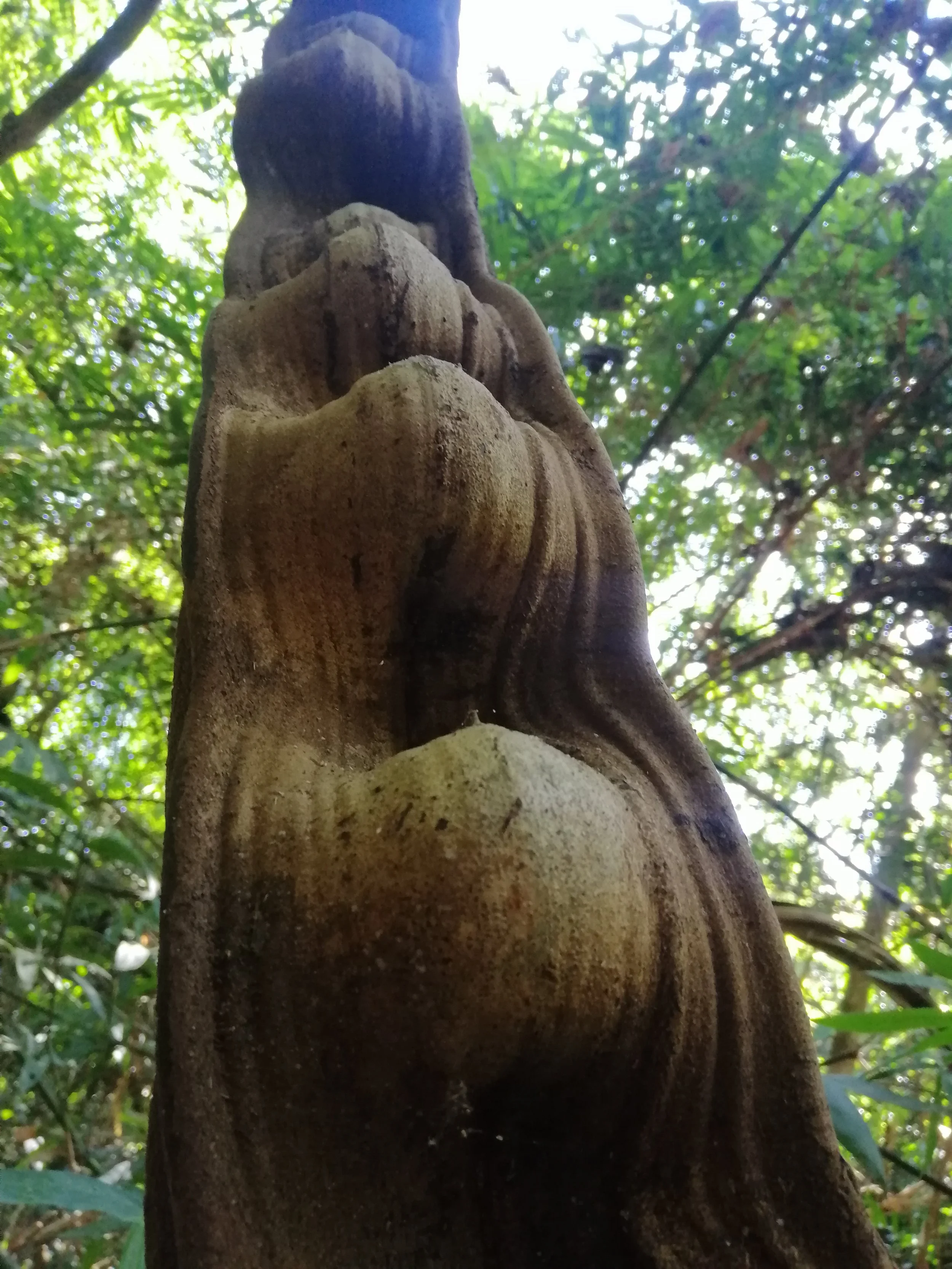 Entada rheedii (often spelled Entada rheedei) is a massive woody climber known locally as Saba Mon (สะบ้ามอญ) or simply Saba (สะบ้า). This liana is famous for producing some of the world's largest seed pods, which can reach up to 2 meters in length.