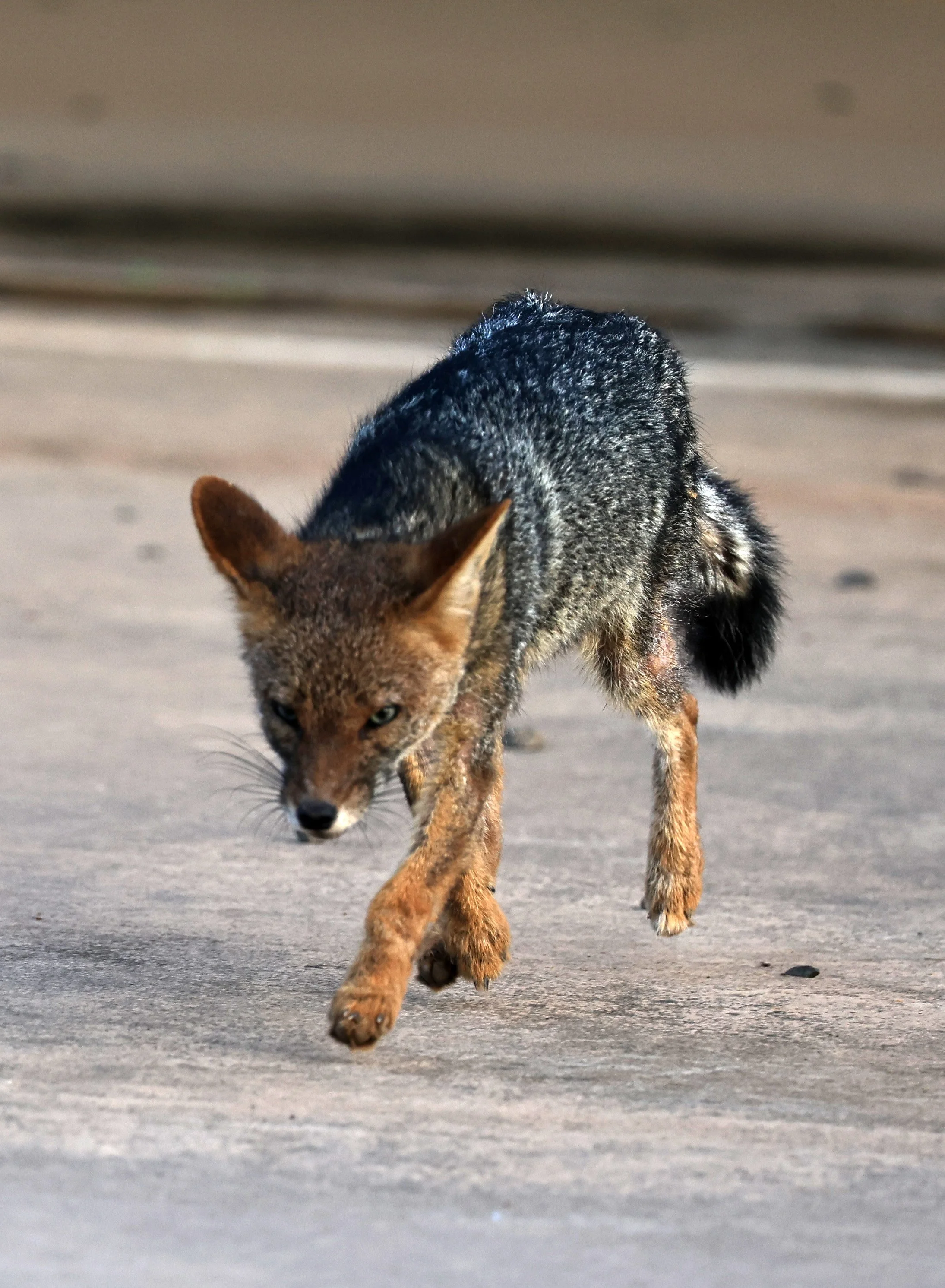 Pampas Fox (Lycalopex gymnocercus) Neuland Mennonite Colony Paraguay (5).jpg