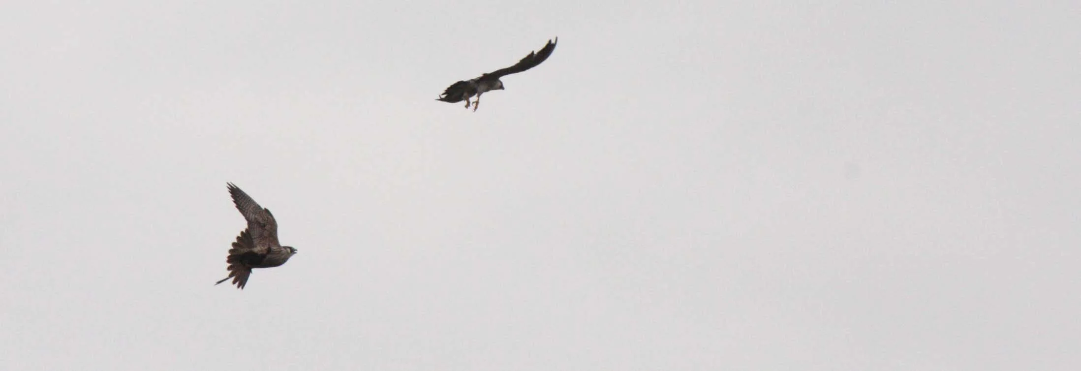 Falco peregrinus peregrinator - INDIAN PEREGRINE FALCON - BUENG BORAPHET THAILAND - CHRISTMAS IN THAILAND TRIP 2008 (14).JPG
