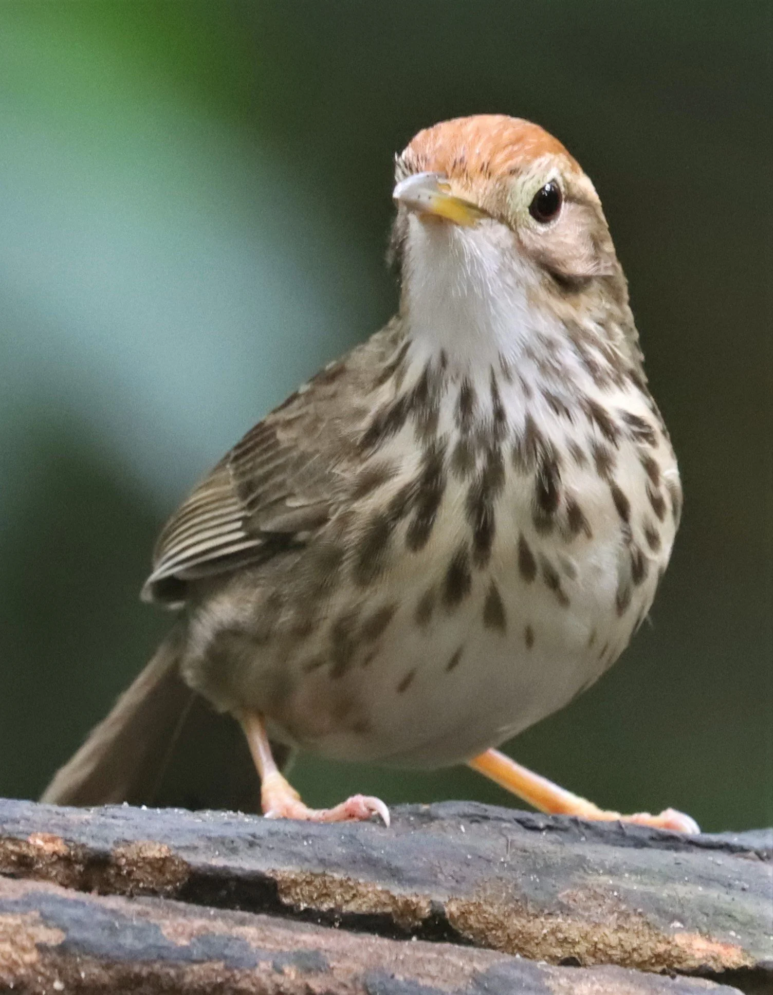 BABBLER - PUFF-THROATED BABBLER - Pellorneum ruficeps - WAT THAM PRATHUN CHONBURI (22).jpg