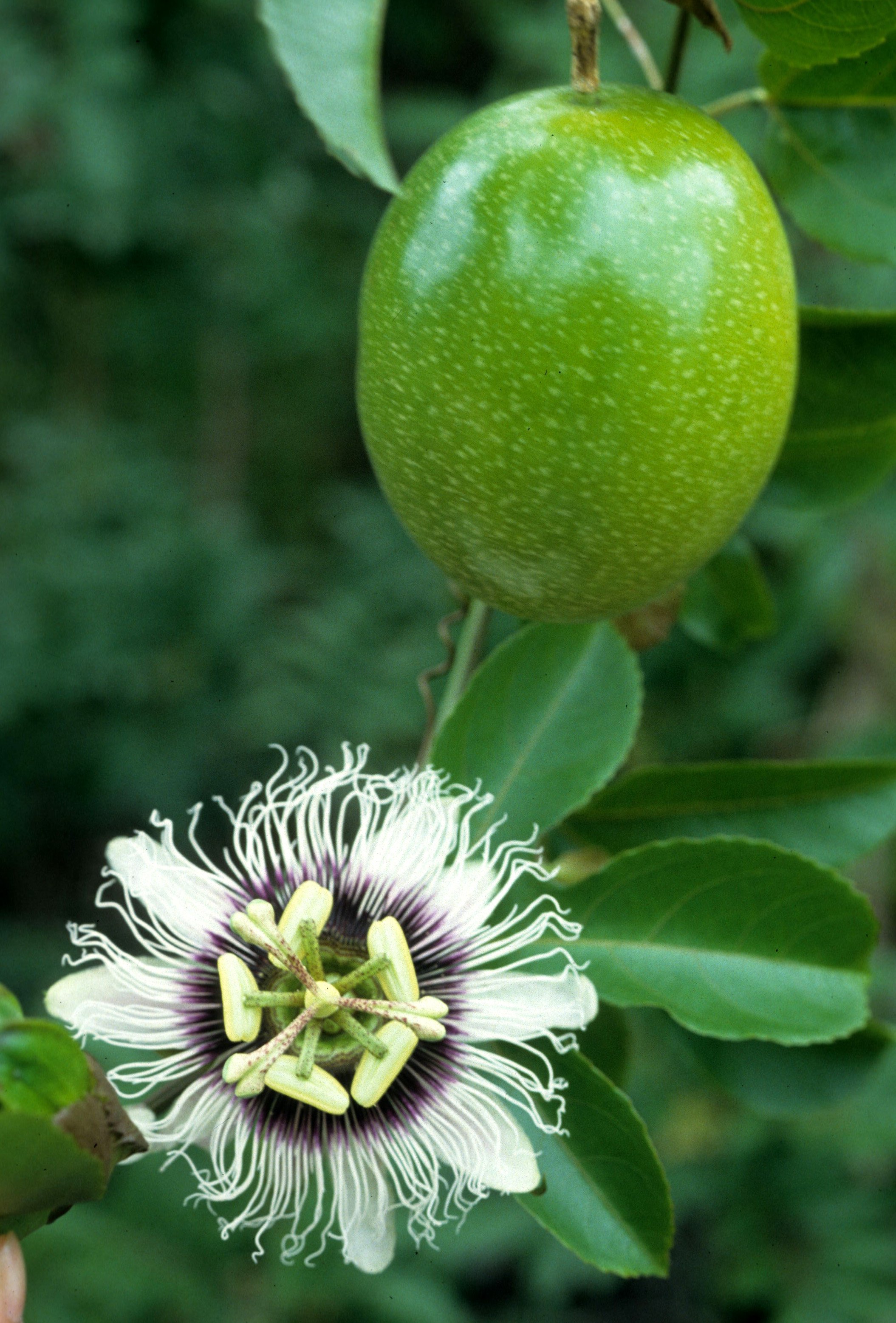 HAWAII - HAWAII - PASSION FRUIT.jpg