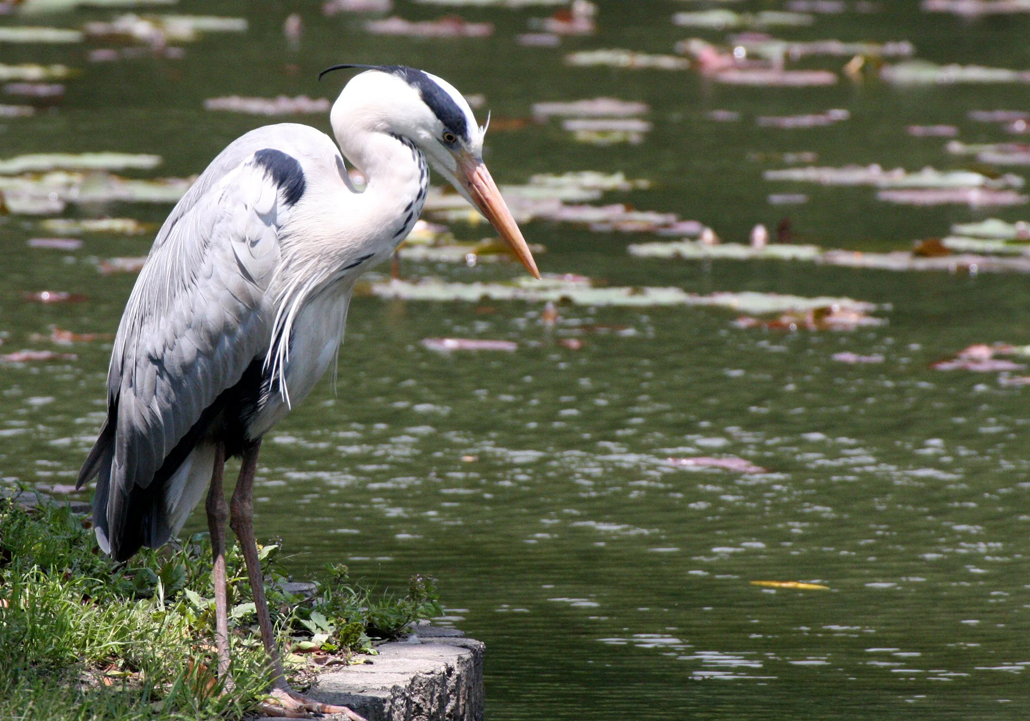 HERON - GREY HERON -  Ardea cinerea - RYOANJI POND - KYOTO JAPAN (6).JPG