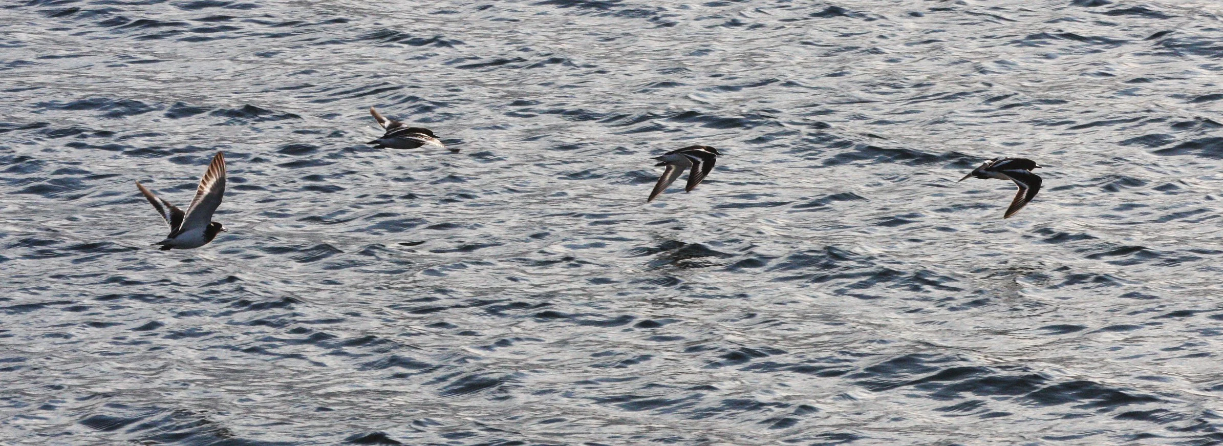 BIRD - TURNSTONE - BLACK TURNSTONE - PA HARBOR (55).JPG