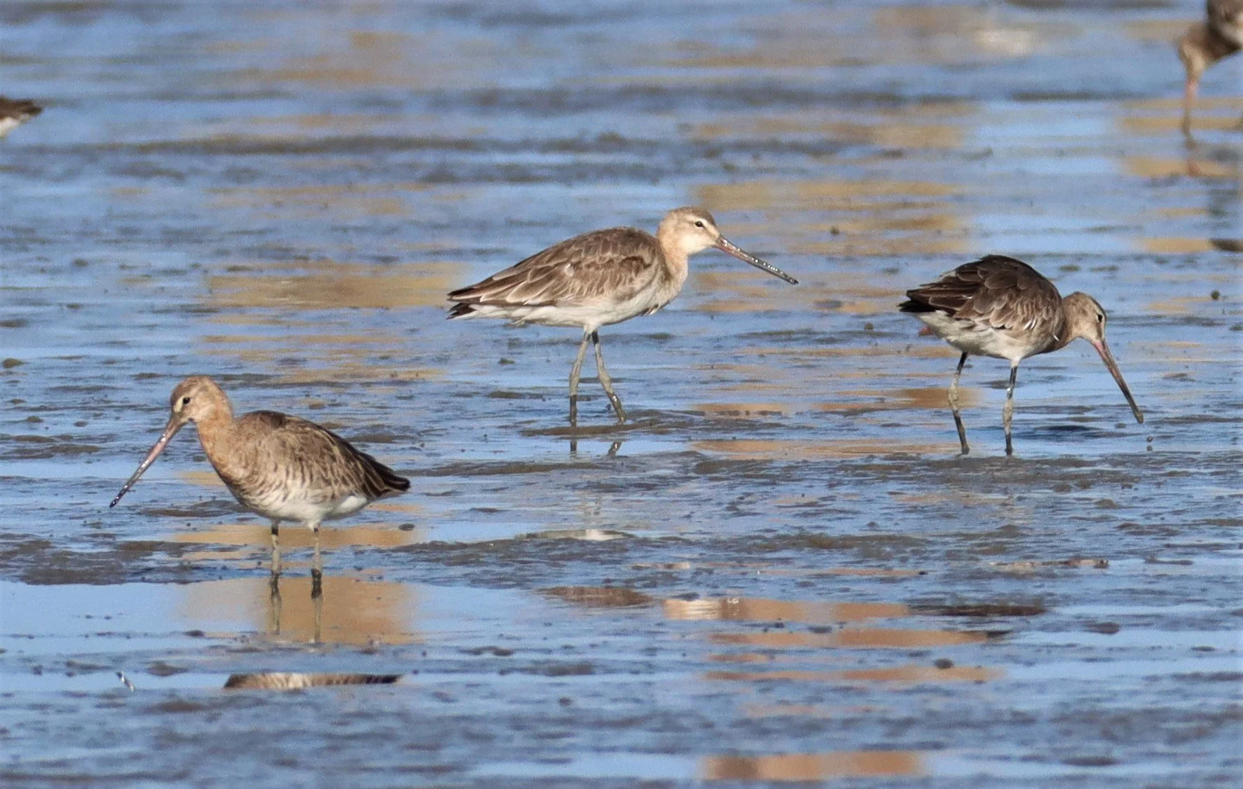 GODWIT - BLACK-TAILED GODWIT - Limosa limosa - Mangrove Forest Research Center Samut Sakhon (3).jpg