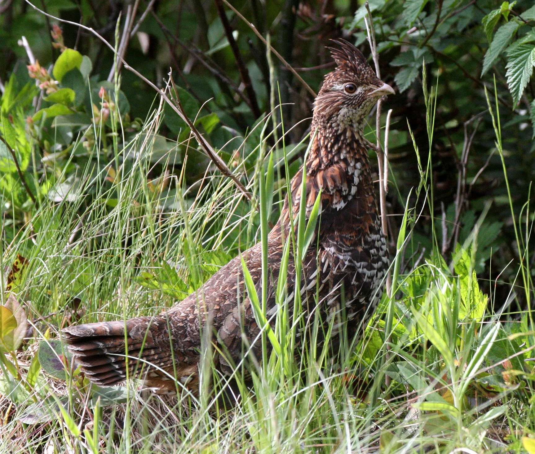BIRD - GROUSE - ROUGHED GROUSE - DUNCAN MEMORIAL CEDAR TREE ROAD - WEST END OF ONP WA (19).JPG