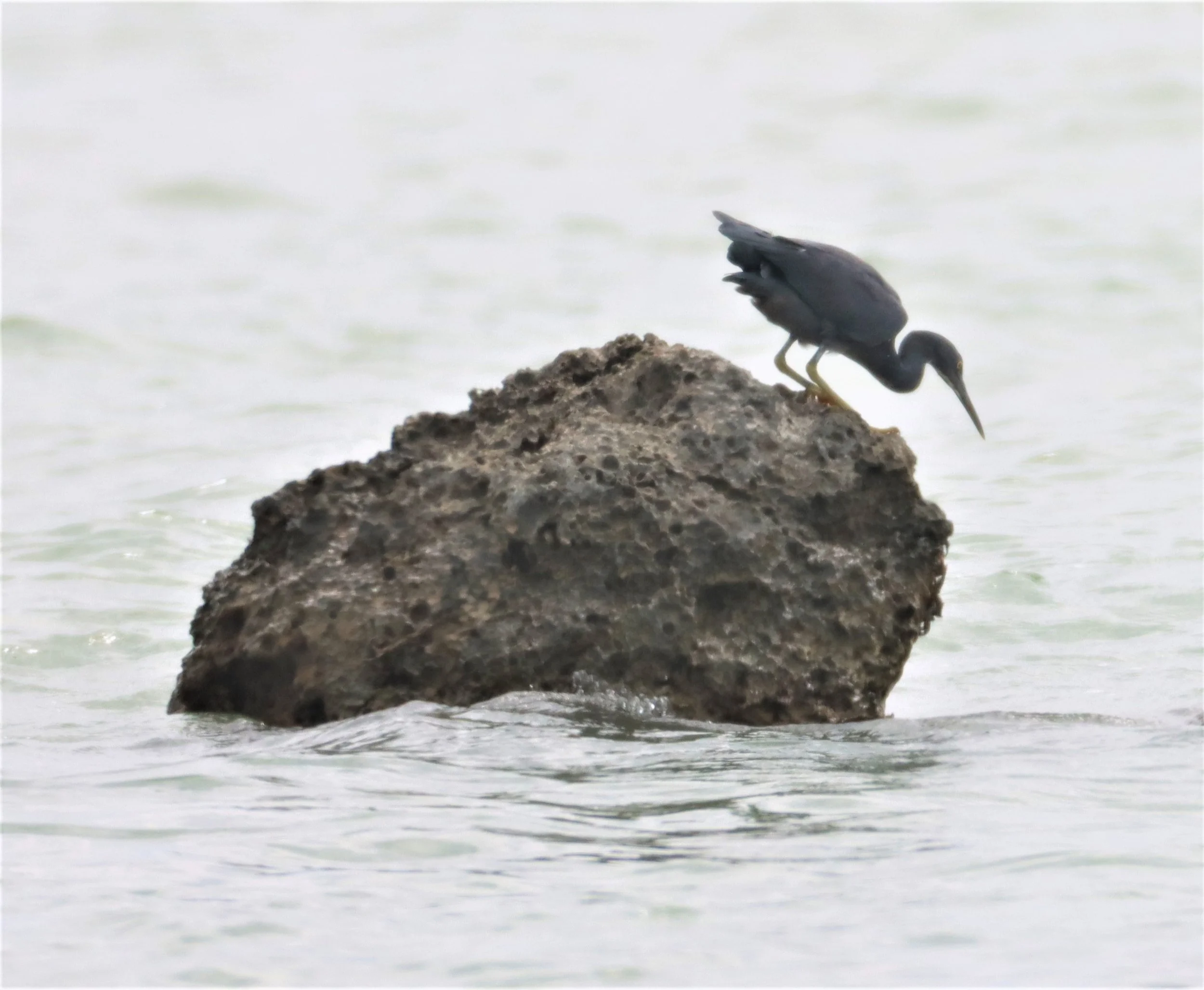 EGRET - PACIFIC REEF EGRET - Egretta sacra - LAEM PAKARANG PHANG NGA (6).jpg