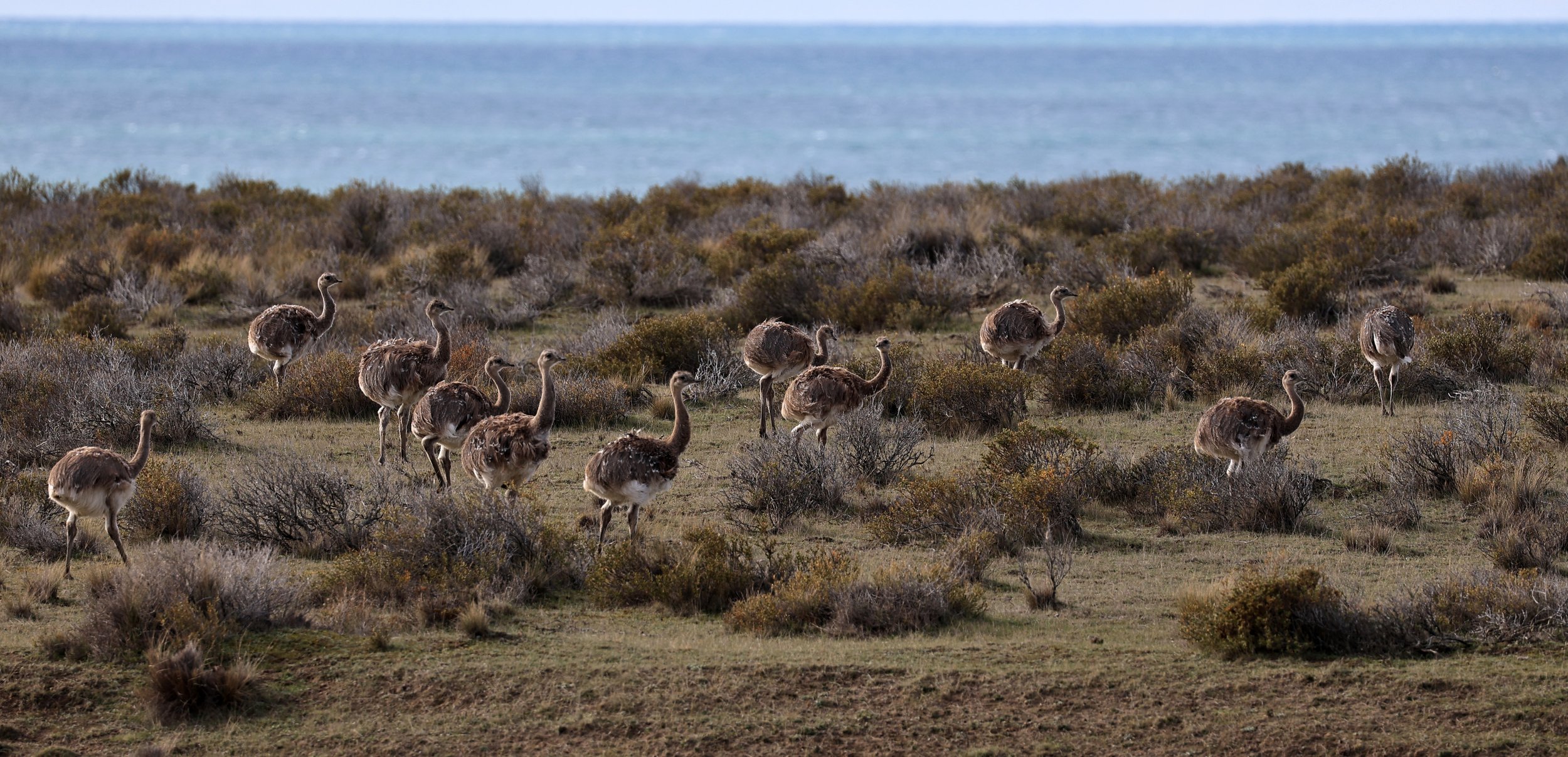 Lesser or Darwin's  Rhea (Rhea pennata) Valdes Peninsula, Chubut Province, Argentina Day 2 (37).jpg