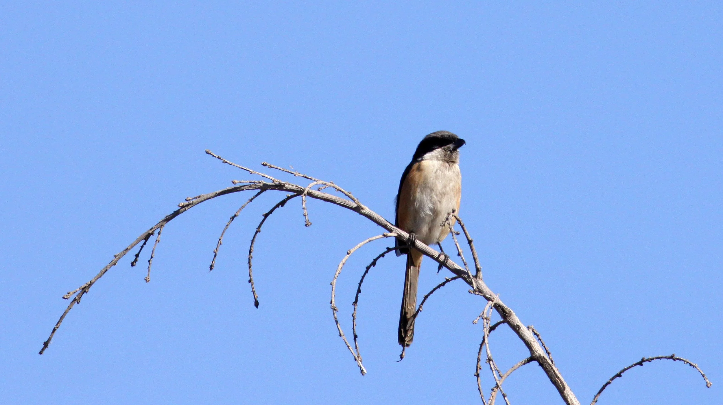 Long-tailed Shrike (Lanius schach) Cao Hai Wetlands Yunnan China (3).JPG