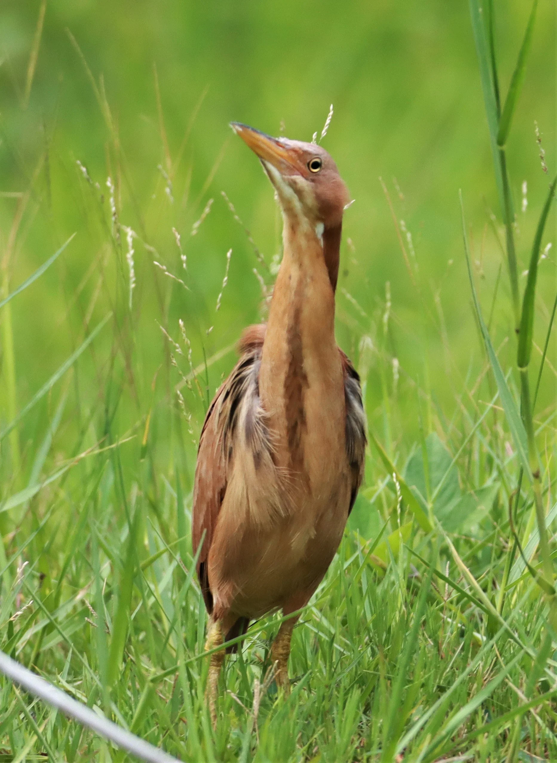 BITTERN - CINNAMON BITTERN (CHESTNUT BITTERN) - Ixobrychus cinnamomeus - BURIRAM HUAI CHORAKHE MAK (71).jpg