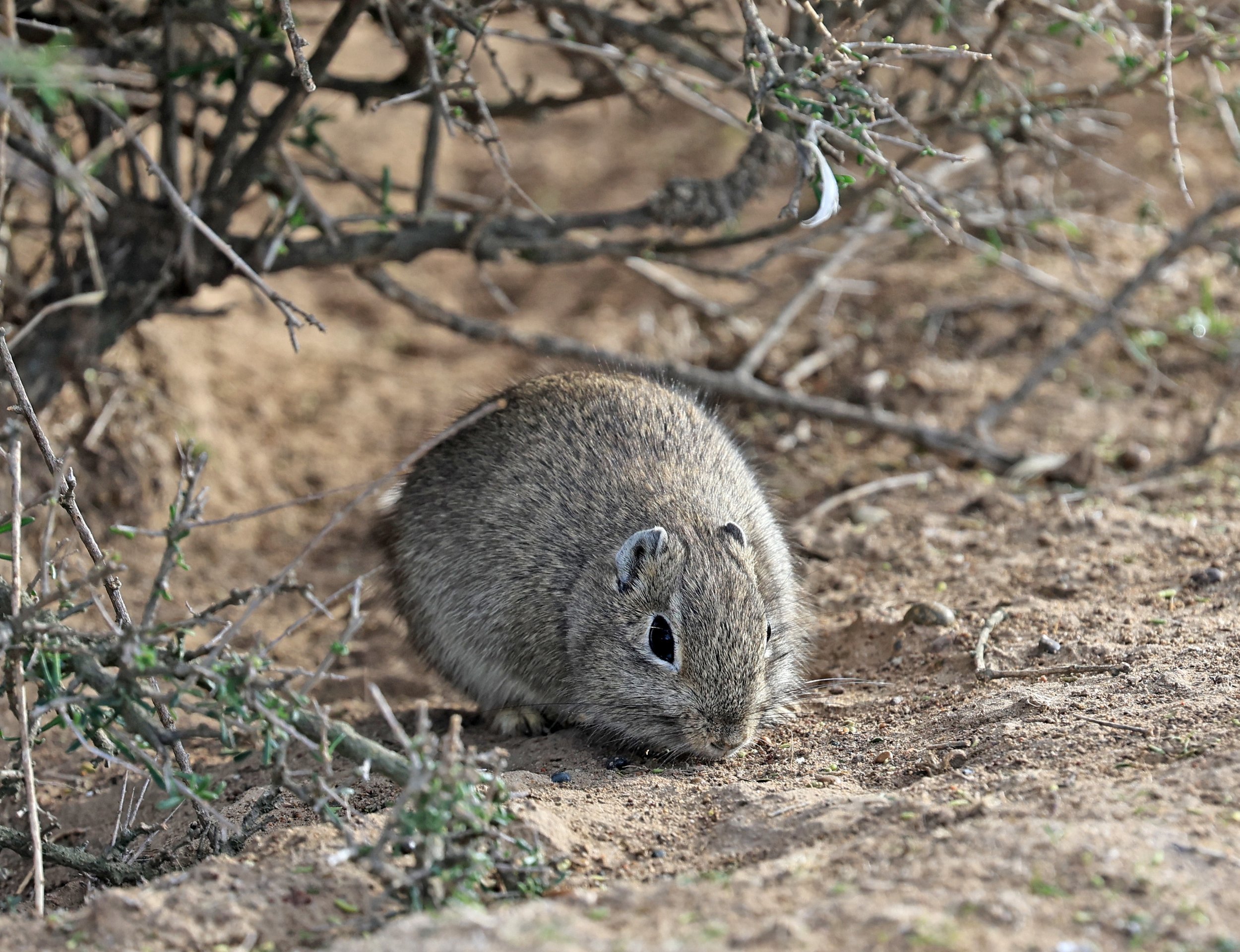 Southern Mountain Cavy (Microcavia australis) Valdes Peninsula, Chubut Province, Argentina Day 2 (1 (54).jpg