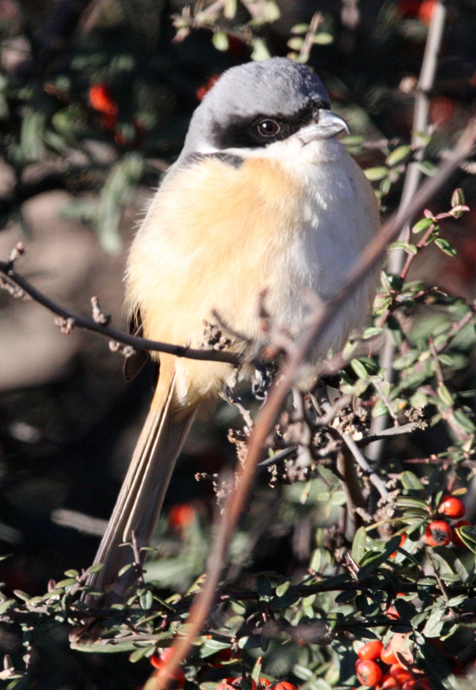 Grey-backed Shrike (Lanius tephronotus) Lijiang Yunnan in surrounding highlands (4).JPG
