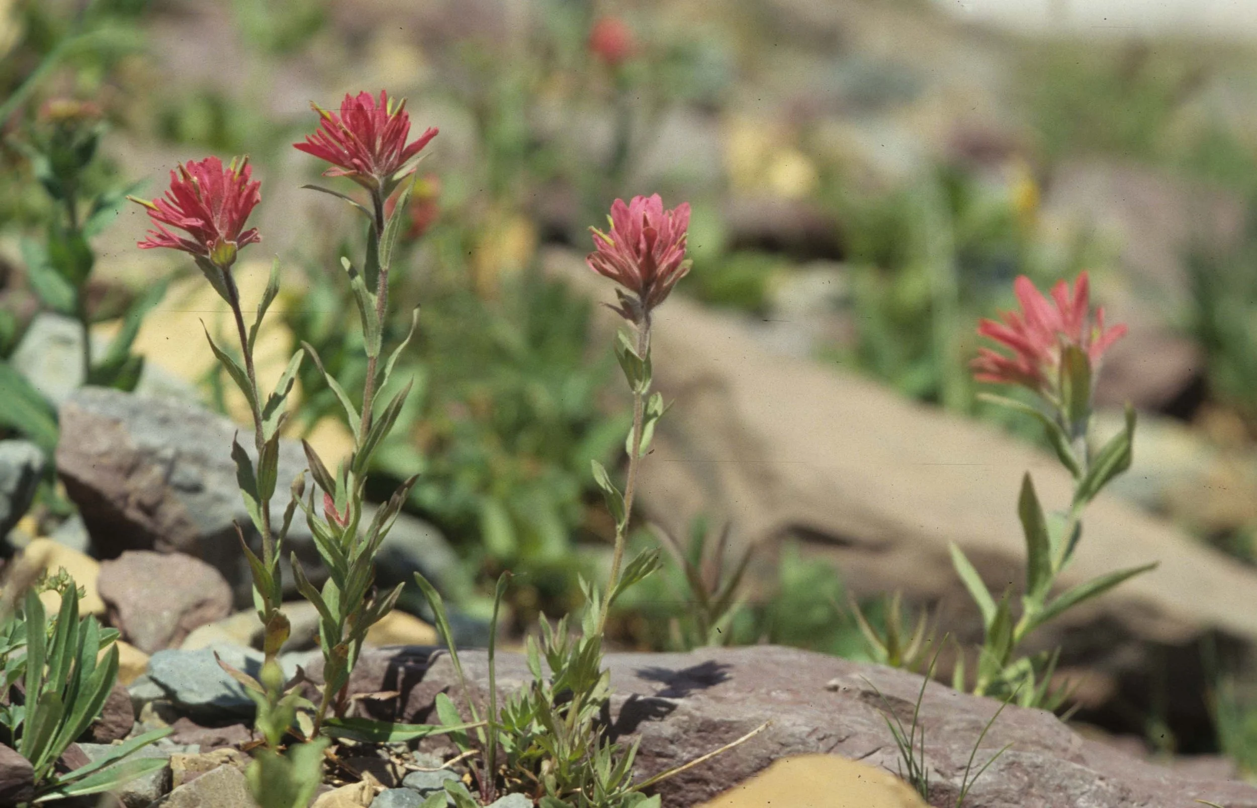 MONTANA - GLACIER - CASTELLEJA SPECIES.jpg