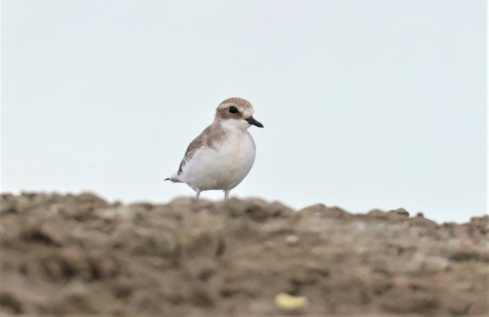 PLOVER - LESSER SAND PLOVER - Charadrius mongolus - BANG PAKONG SALT PANS CHACHOENGSAO WEST OF RIVER (2).jpg