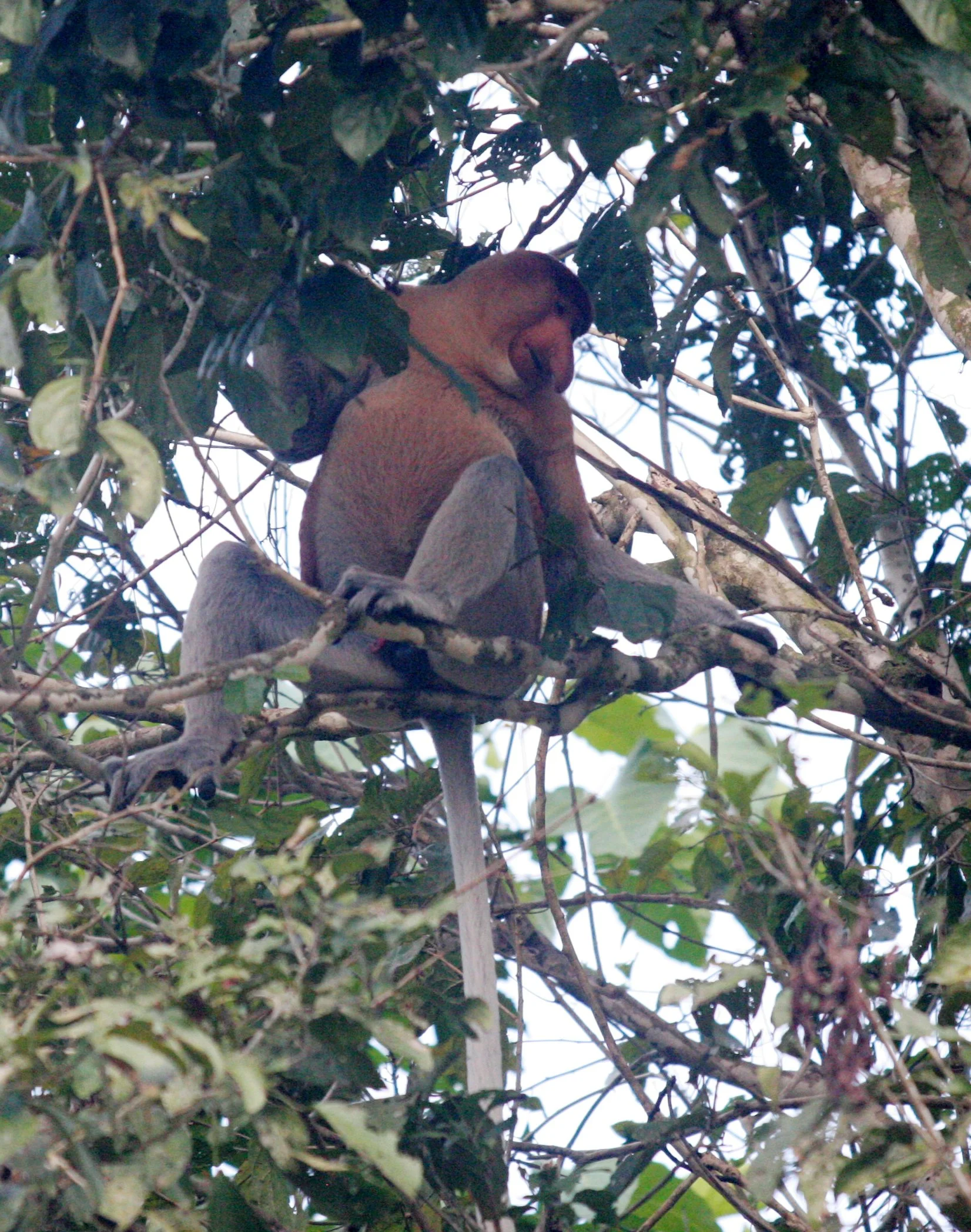 CERCOPITHECIDAE - Nasalis larvatus - PROBOSCIS MONKEY - KINABATANGAN RIVER BORNEO  (7).JPG