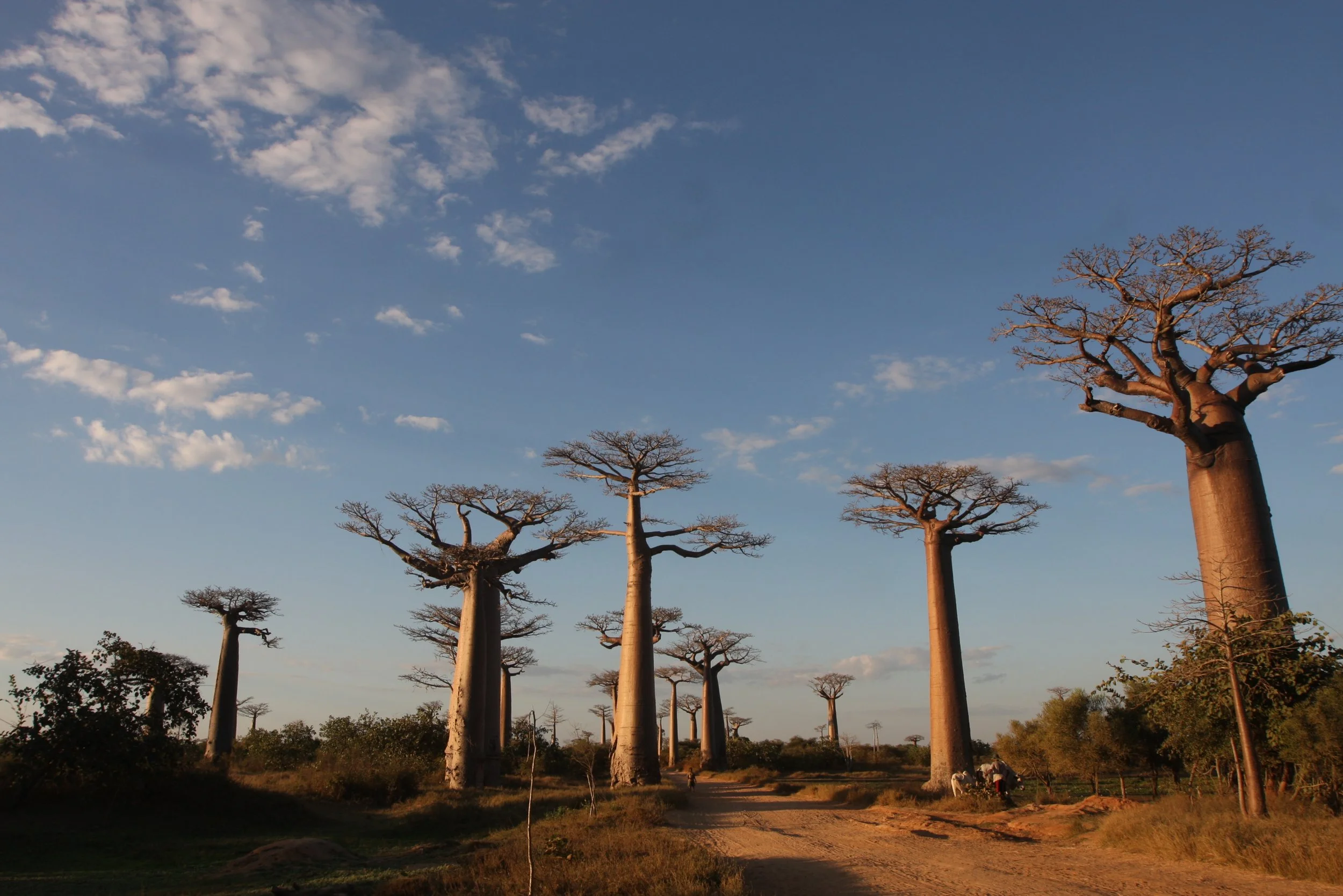 MORONDAVA MADAGASCAR - AVENUE DU BAOBABS - ADANSONIA GRANDIDIERI - VILLAGERS (40).JPG
