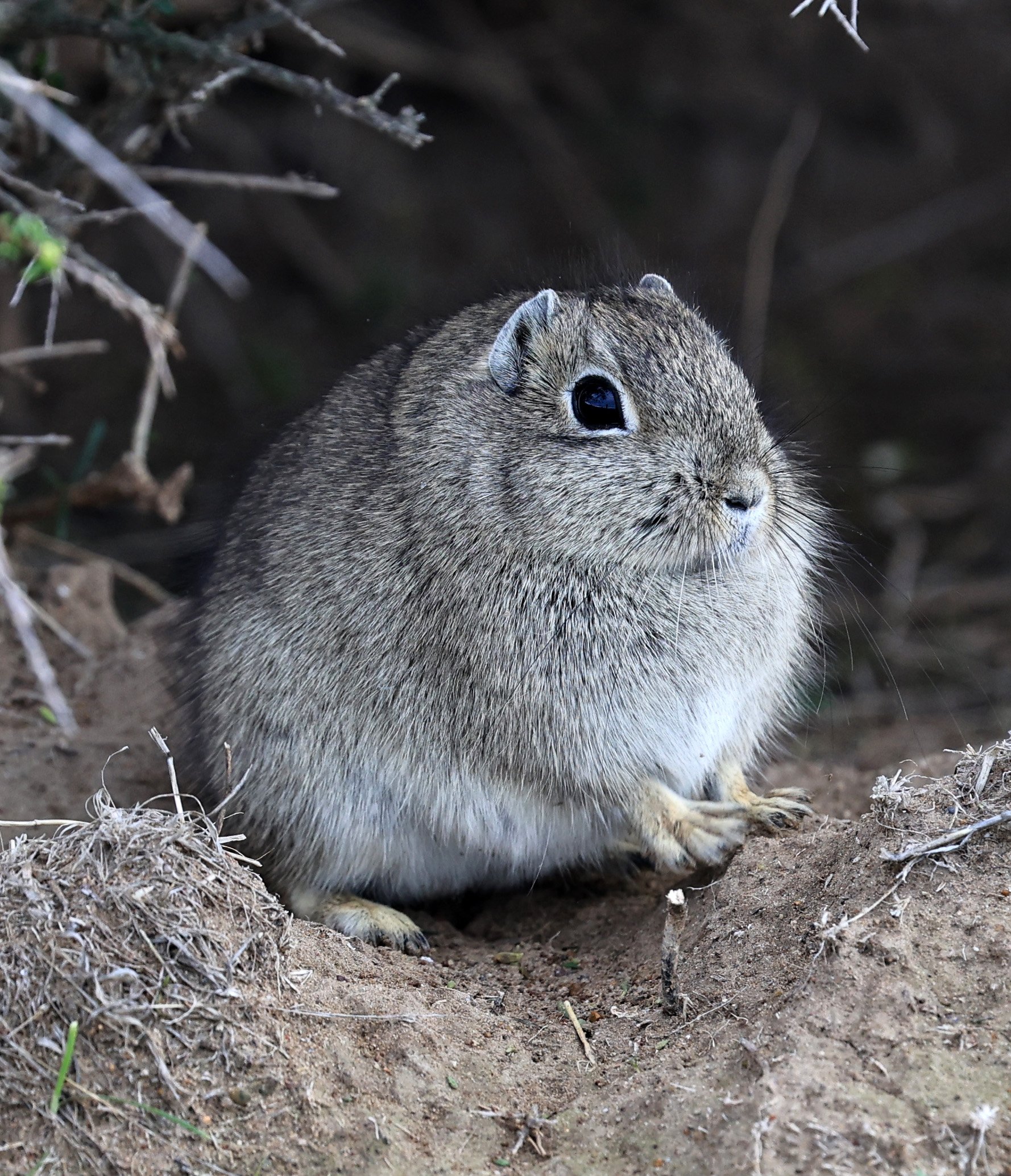 Southern Mountain Cavy (Microcavia australis) Valdes Peninsula, Chubut Province, Argentina Day 2 (1 (20).jpg
