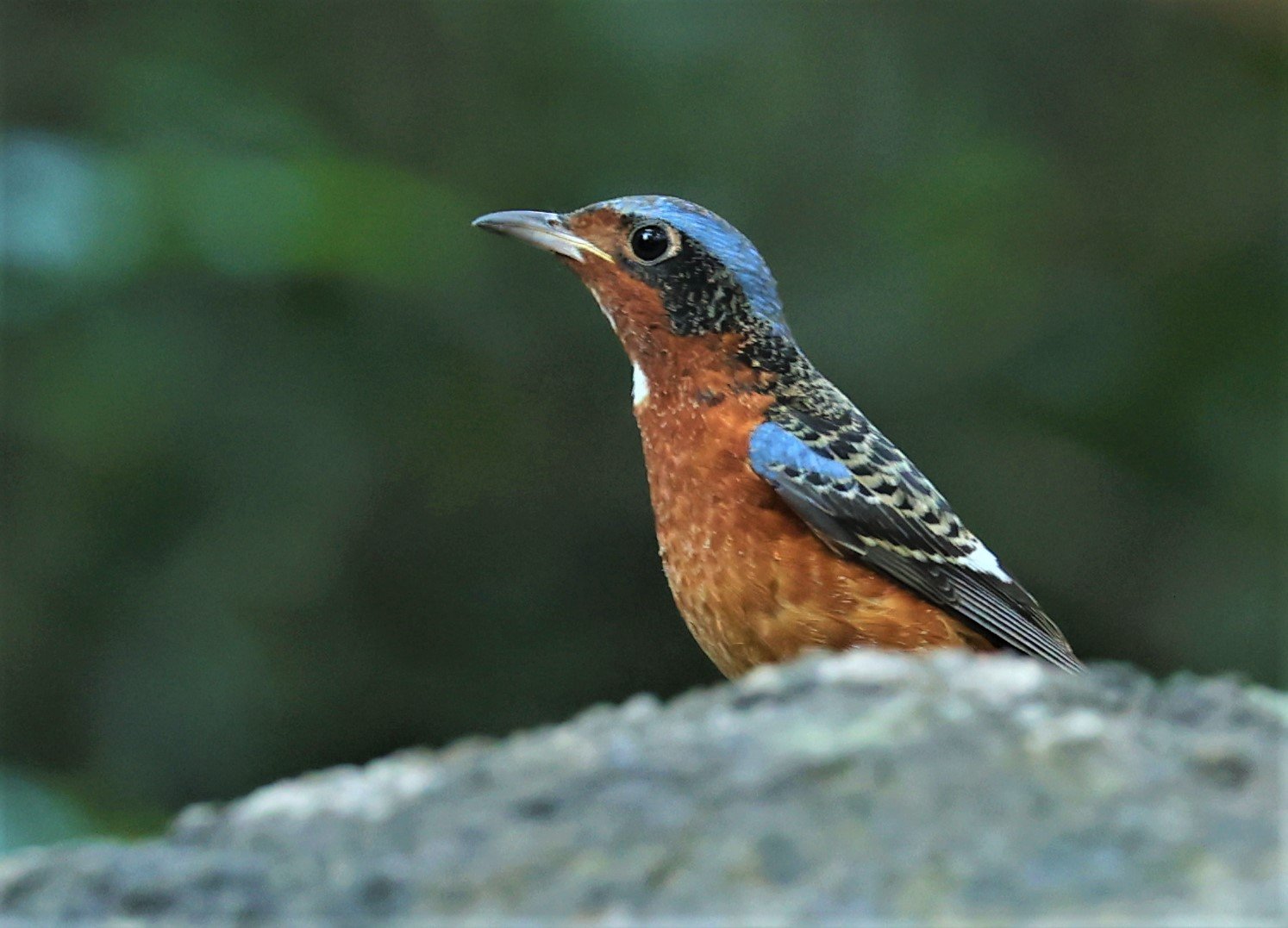 ROCK-THRUSH - WHITE-THROATED ROCK-THRUSH - Monticola gularis - WAT THAM PRATHUM CHONBURI JAN 30 2022 (85).jpg