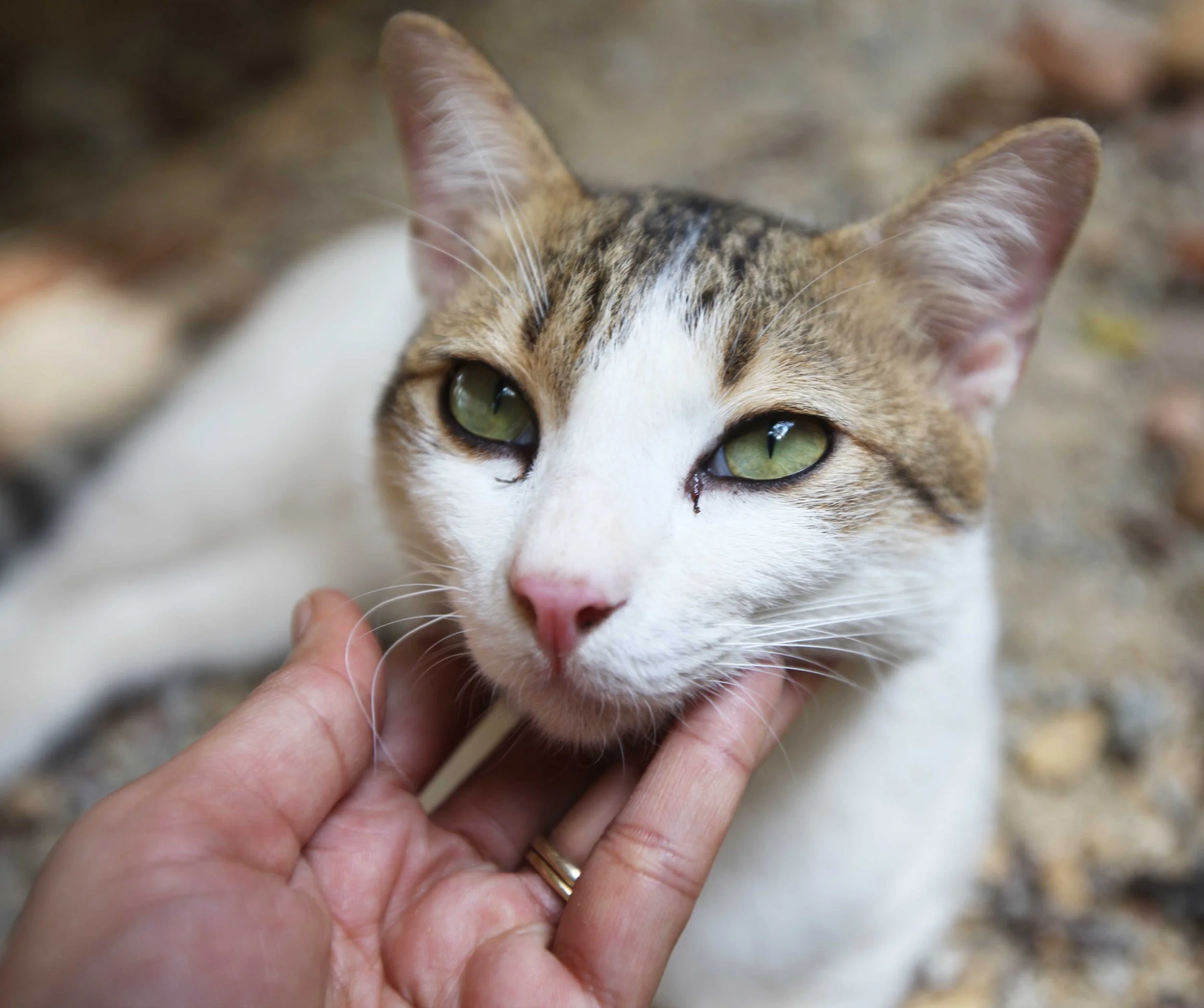 2015 Koh Lanta Songkran with friends from ISB (51).JPG