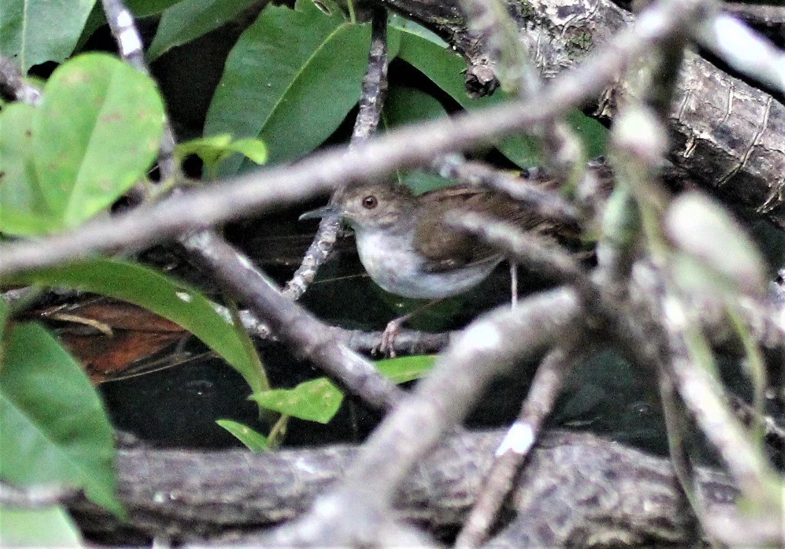BABBLER - WHITE-BREASTED BABBLER - Stachyris grammiceps - AO PHANG NGA NATIONAL PARK AREA july 2021 (7).jpg