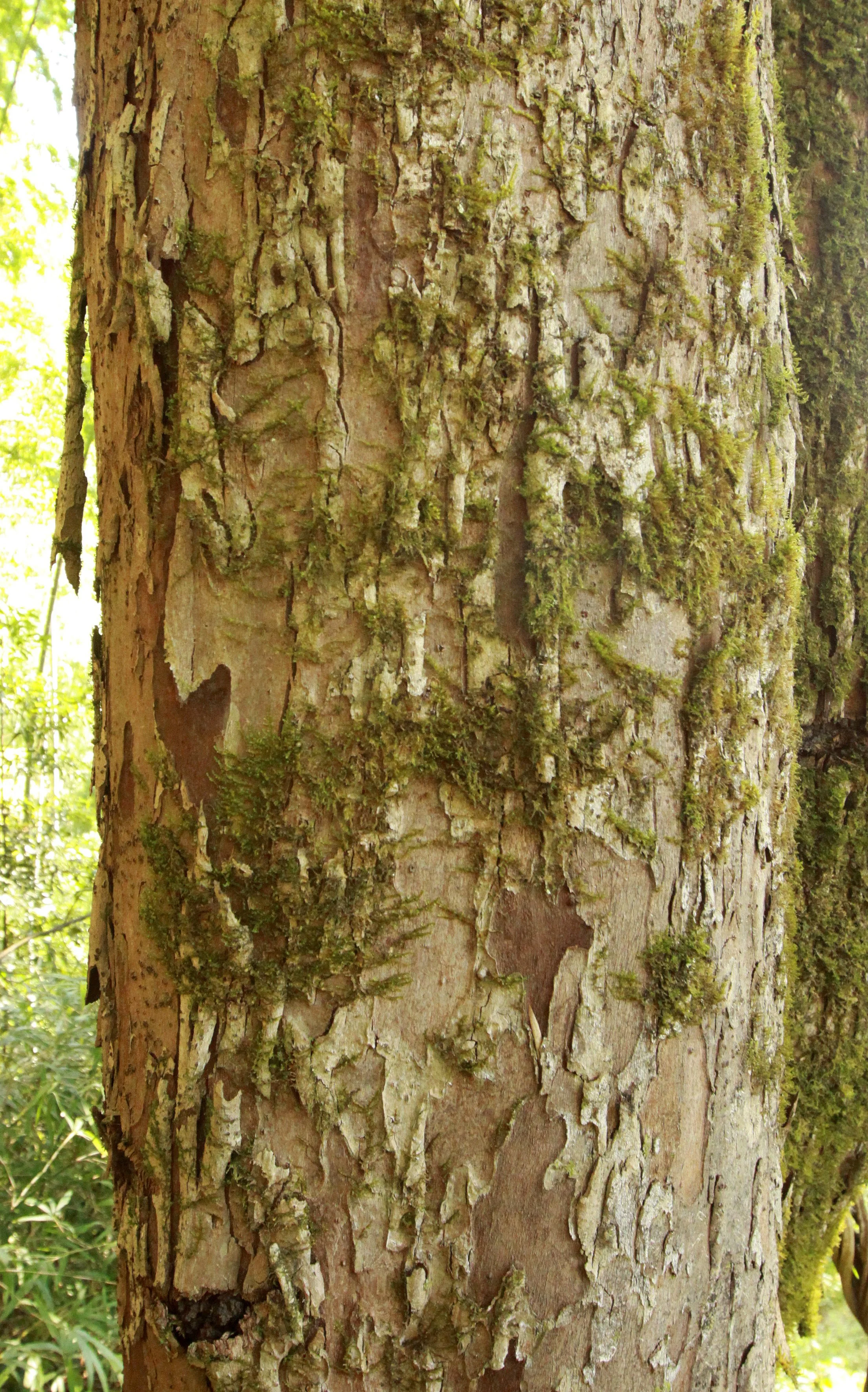CHINESE YEW RESERVE - FUJIAN CHINA (31).JPG