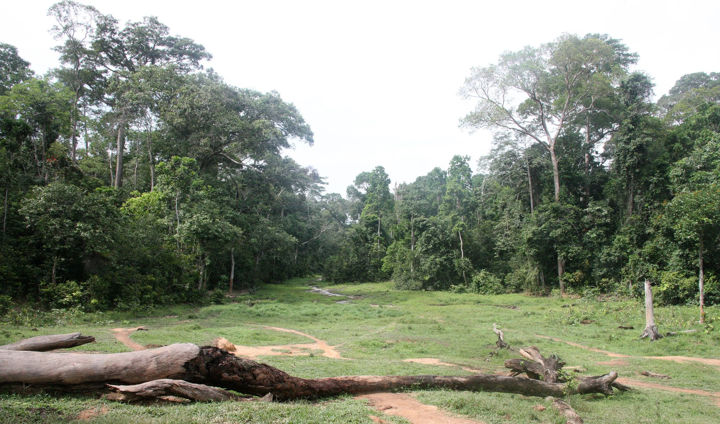 DZANGA NDOKI NATIONAL PARK CENTRAL AFRICAN REPUBLIC (38).JPG