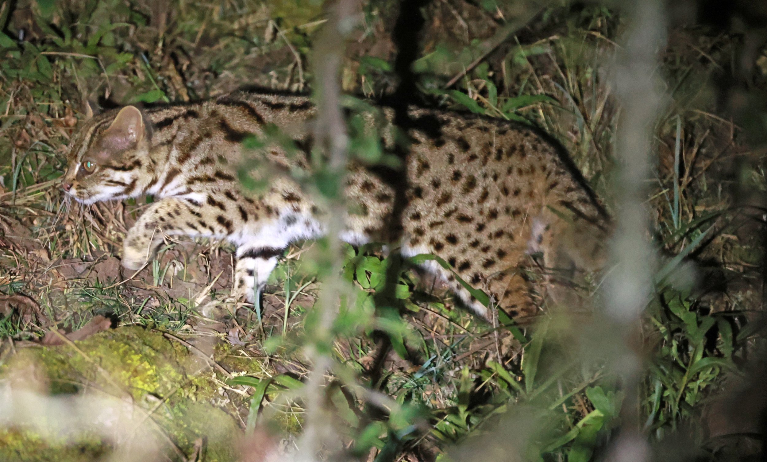 Mainland Leopard Cat (Prionailurus bengalensis) Tangjiahe National Nature Reserve, Sichuan China (28).jpg