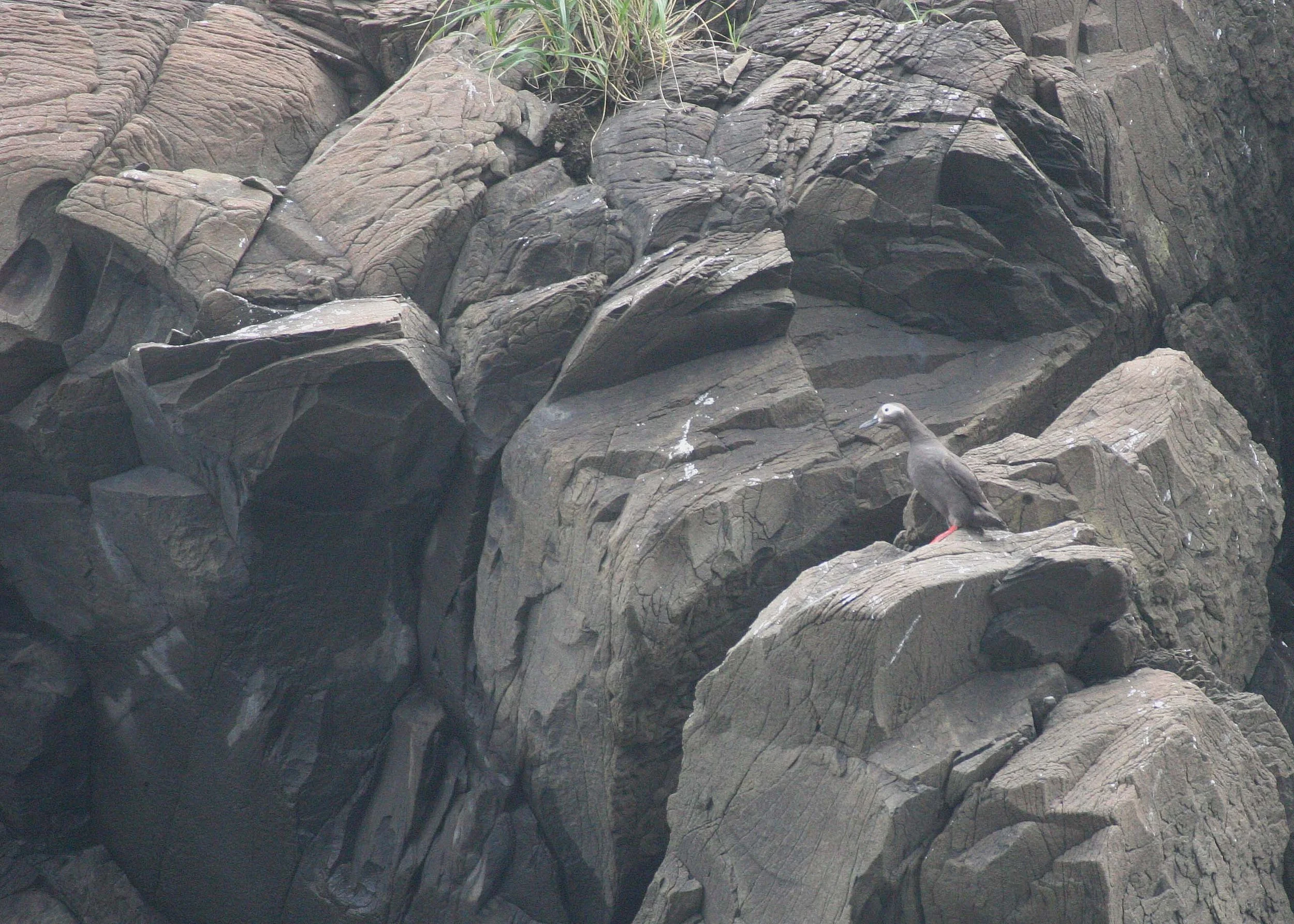 Cepphus carbo - SPECTACLED GUILLEMOT - MONERON ISLAND RUSSIA (3).jpg