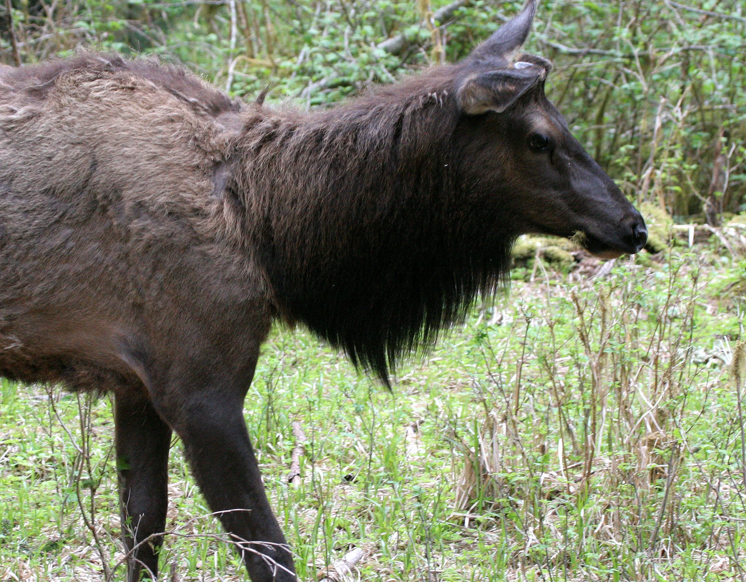 Cervus canadensis roosevelti - ROOSEVELT ELK - HOH RIVER VALLEY - ONP WA  (115).JPG