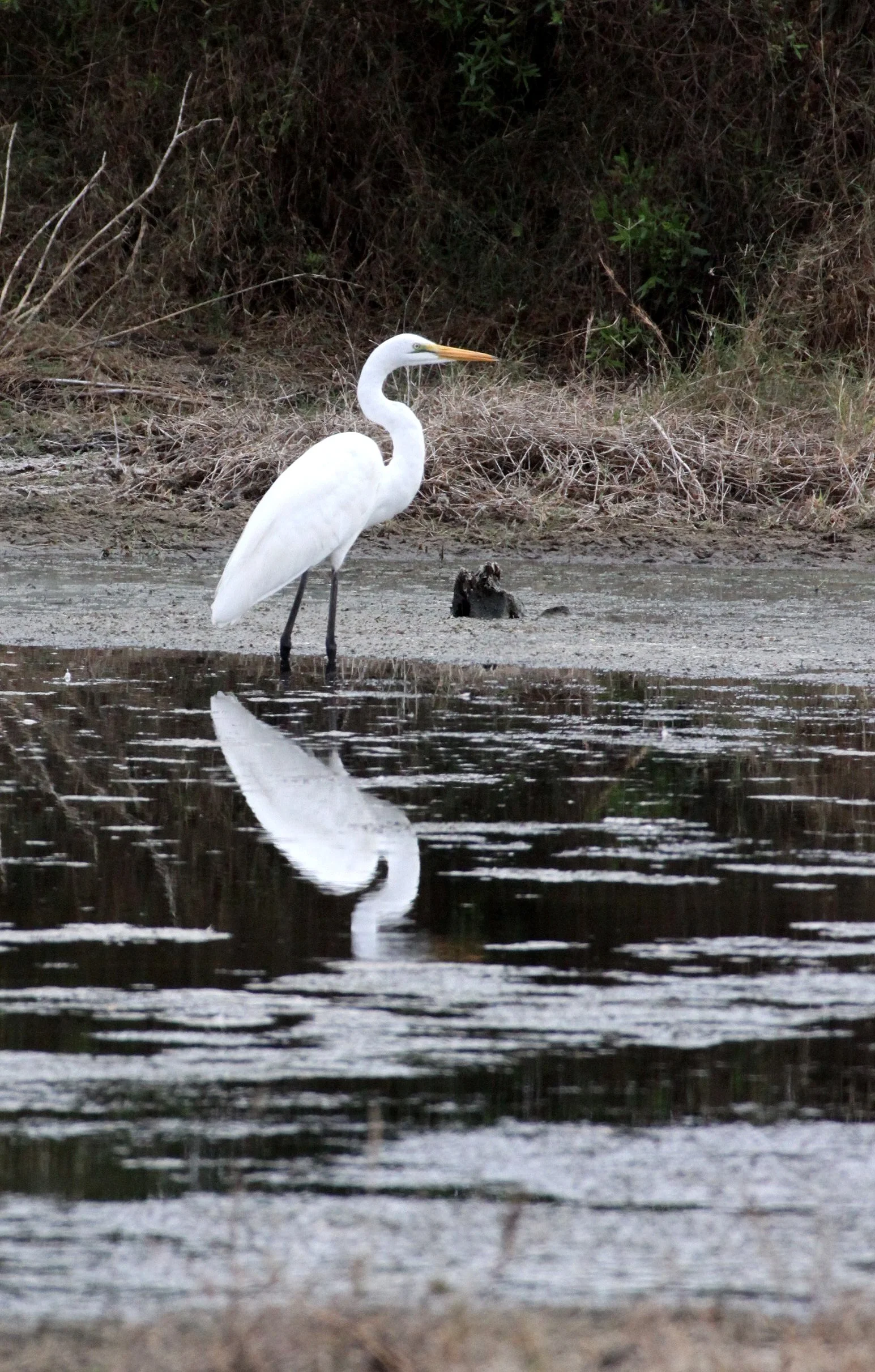 EGRET - AFRICAN GREAT EGRET - Ardea alba melanorhynchos - KIRINDY NATIONAL PARK - MADAGASCAR (4).JPG