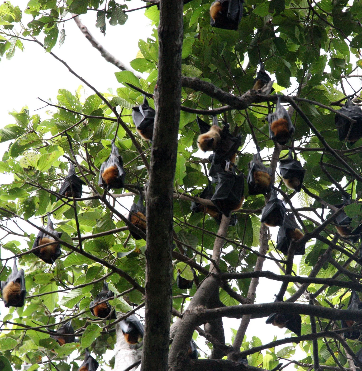 CHIROPTERA - LYLE'S FLYING FOX - SIEM REAP CAMBODIA (4).JPG