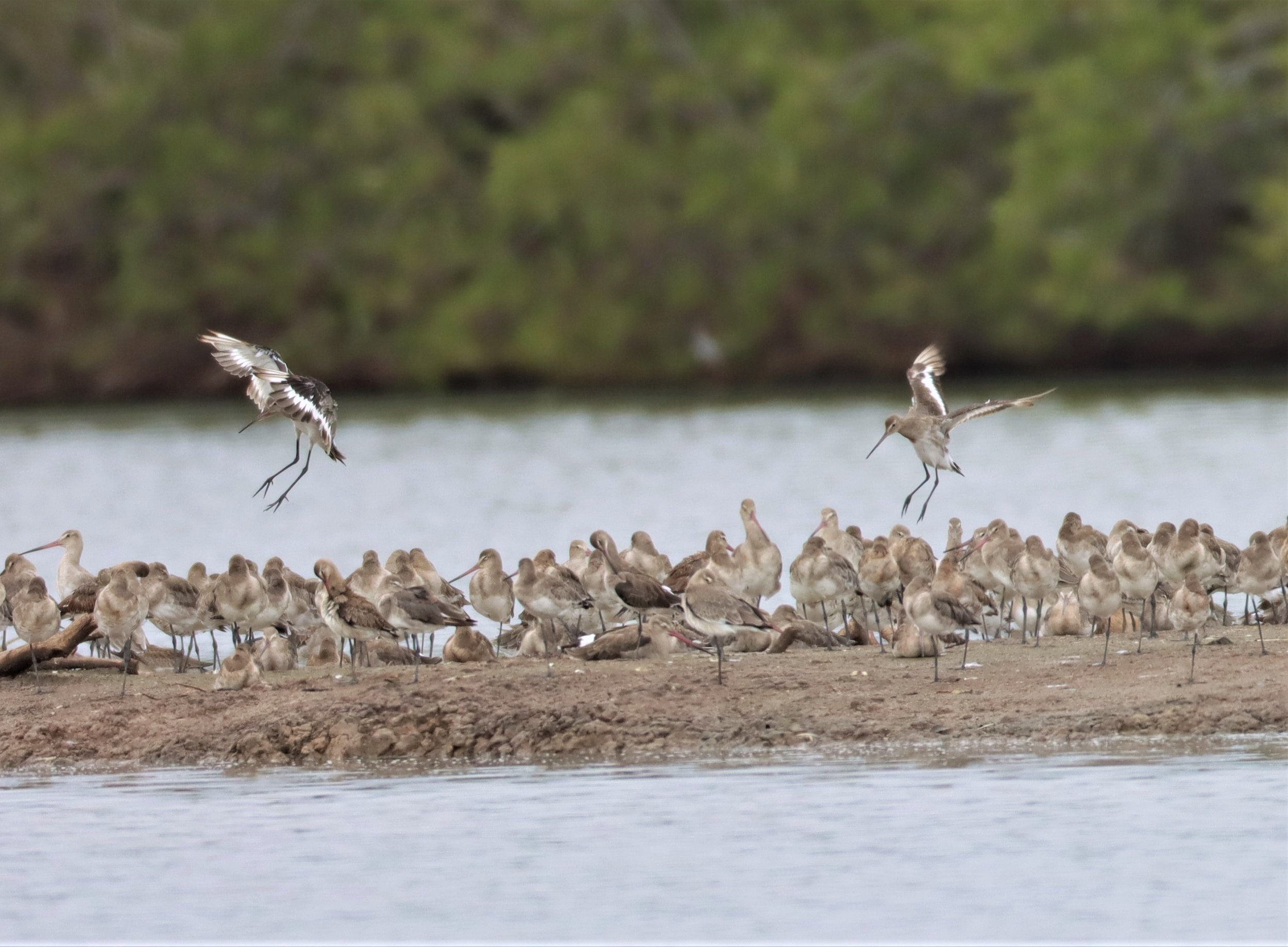GODWIT - BLACK-TAILED GODWIT - Limosa limosa - WITH WHIMBRELS, REDSHANKS - BANG PU MANGROVE RESERVE SAMUT PRAKAN SEPT 5 2021 (13).jpg