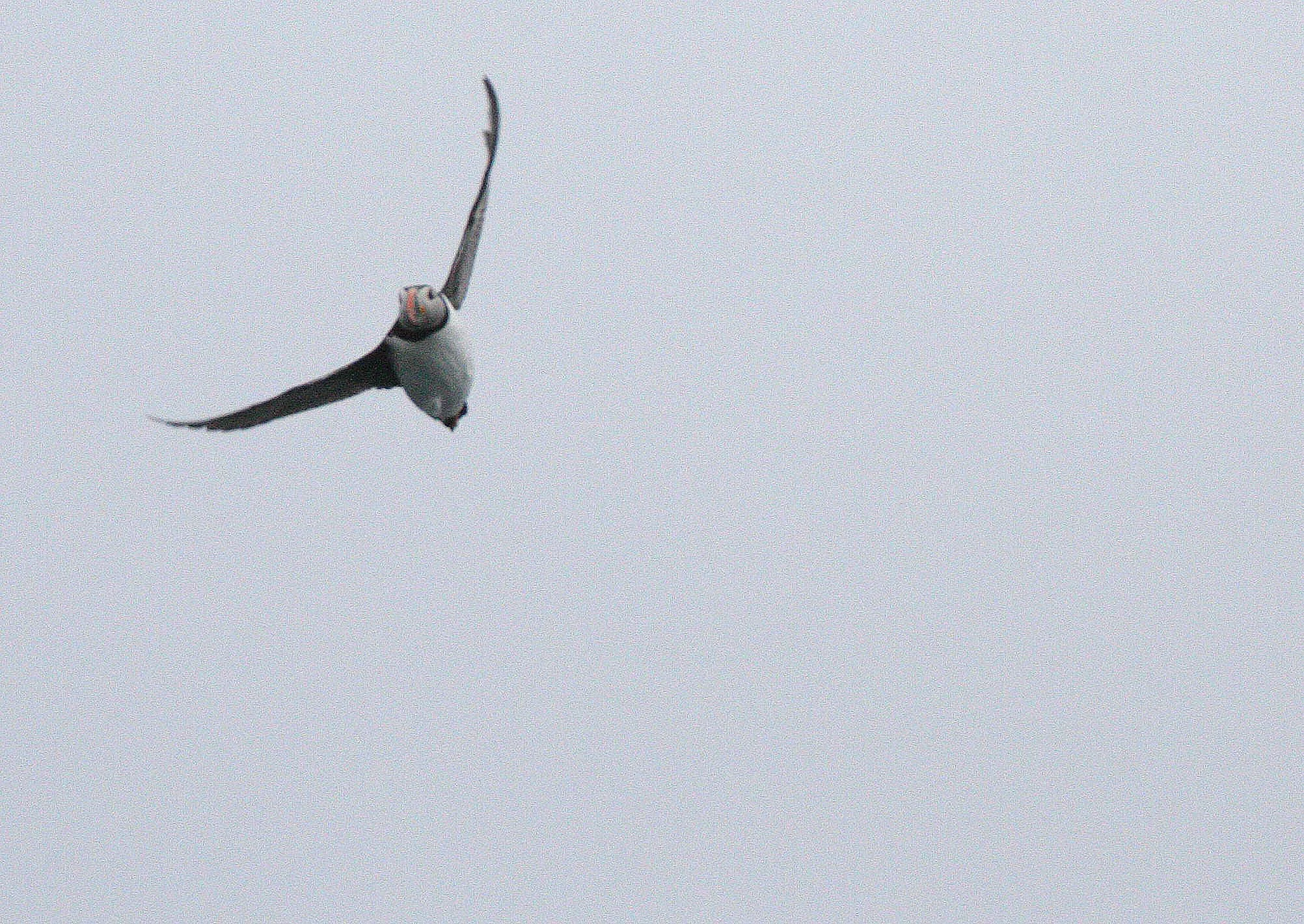 Fratercula arctica - ATLANTIC PUFFIN - SVALBARD (24).jpg