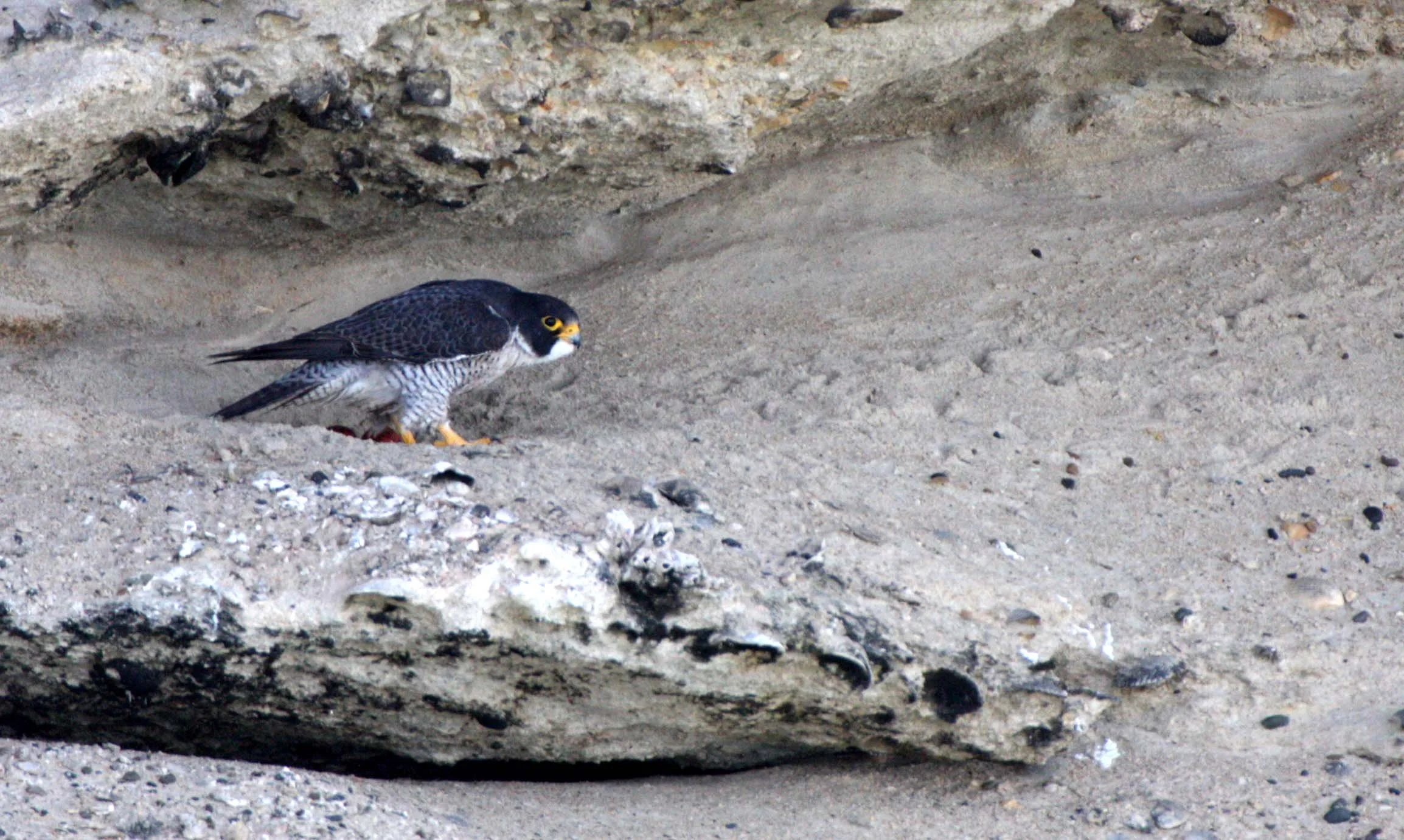 Falco peregrinus anatum - AMERICAN PEREGRINE FALCON - SAN IGNACIO LAGOON BAJA MEXICO (2).JPG