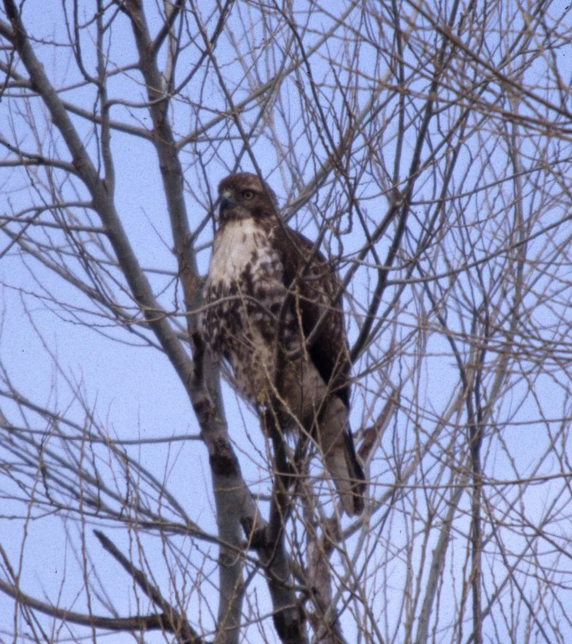 Buteo lineatus - RED-SHOULDERED HAWK - AMERICAN RIVER PARKWAY (2).jpg