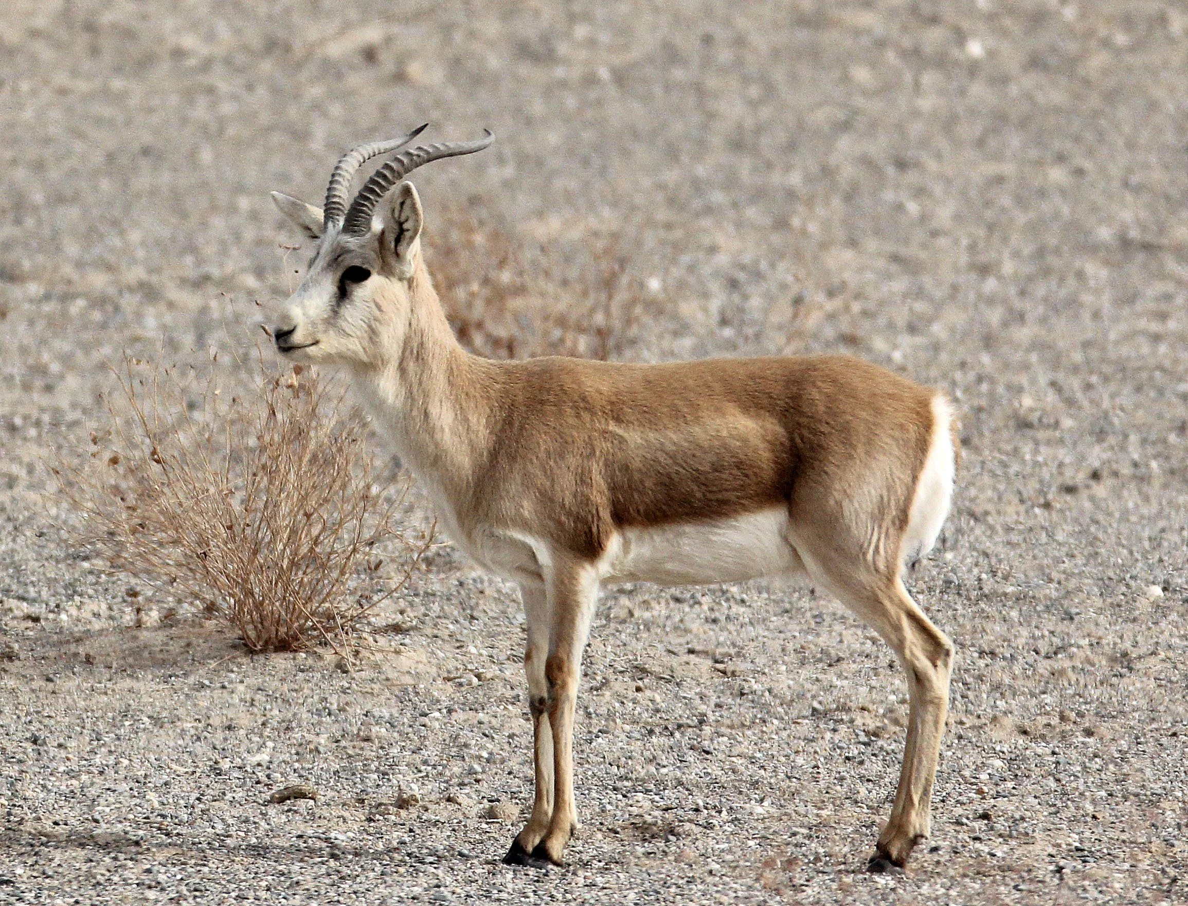 GAZELLE - YARKAND GAZELLE - Gazella yarkandensis - DUNHUANG XIFU NATURE RESERVE - GANSU CHINA (92).JPG