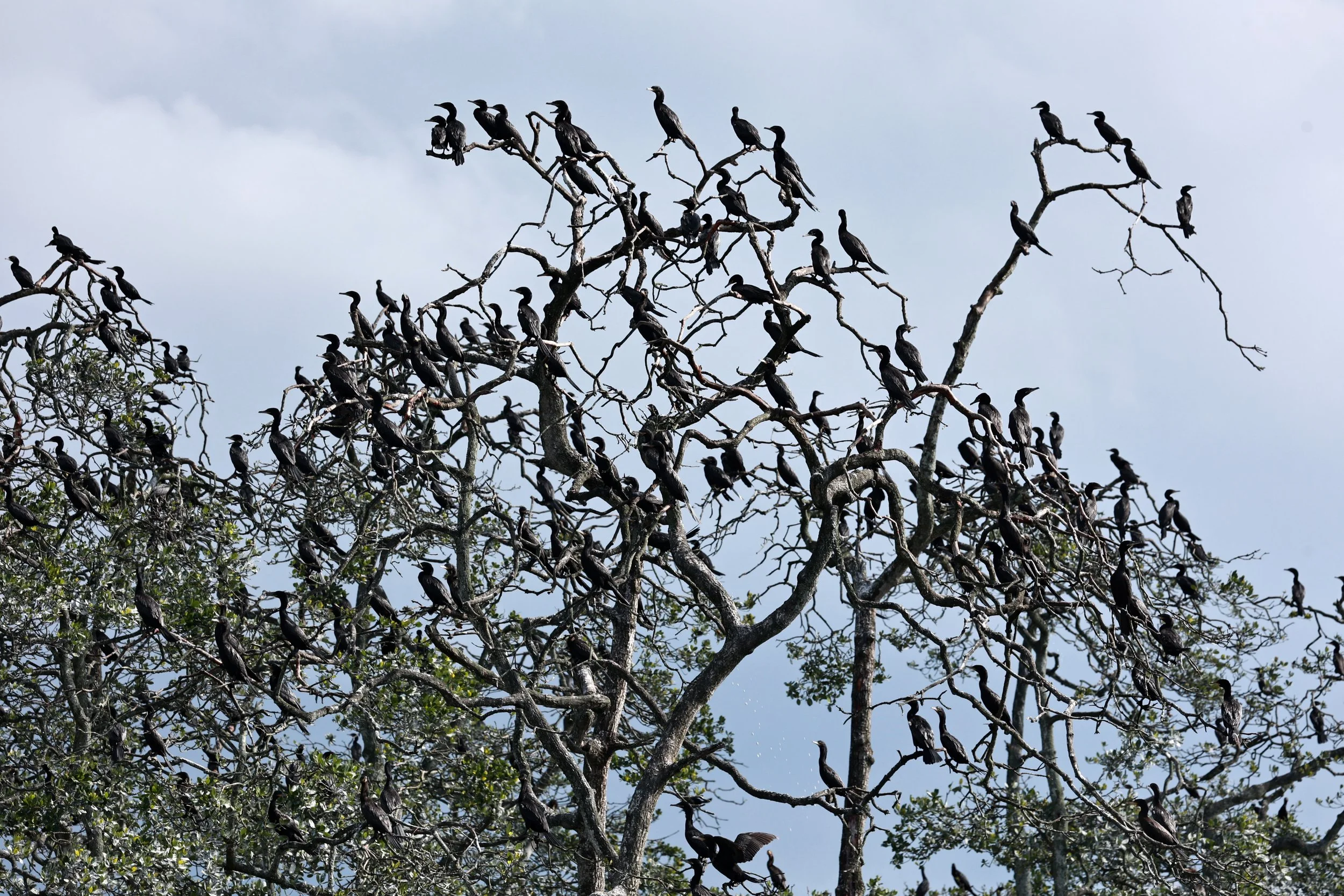 Neotropic Cormorant (Nannopterum brasilianum) Superagüi National Park, Brazil (4).jpg