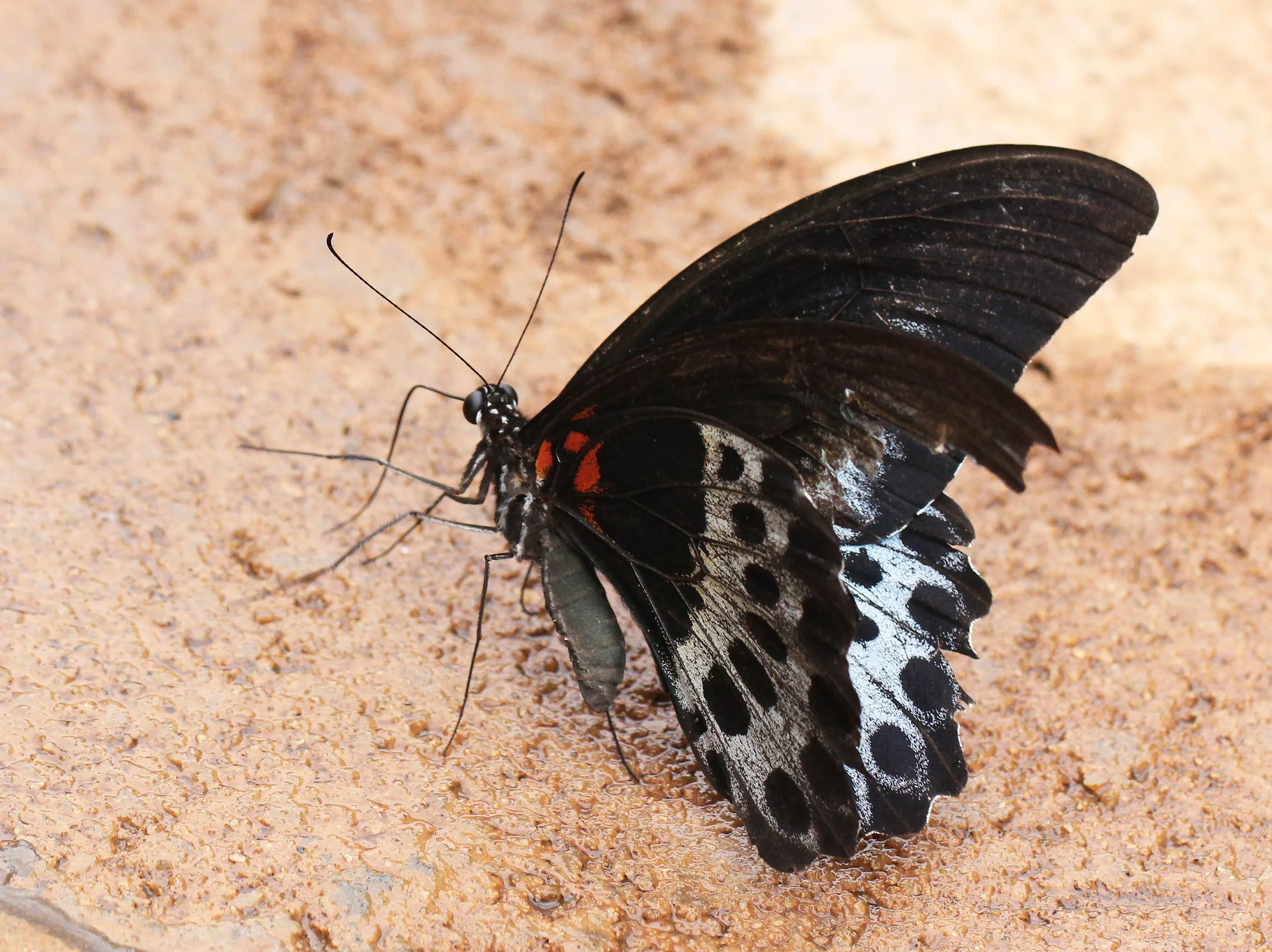 Papilio polymnestor - Sigiriya Forest, Sri Lanka (4).JPG