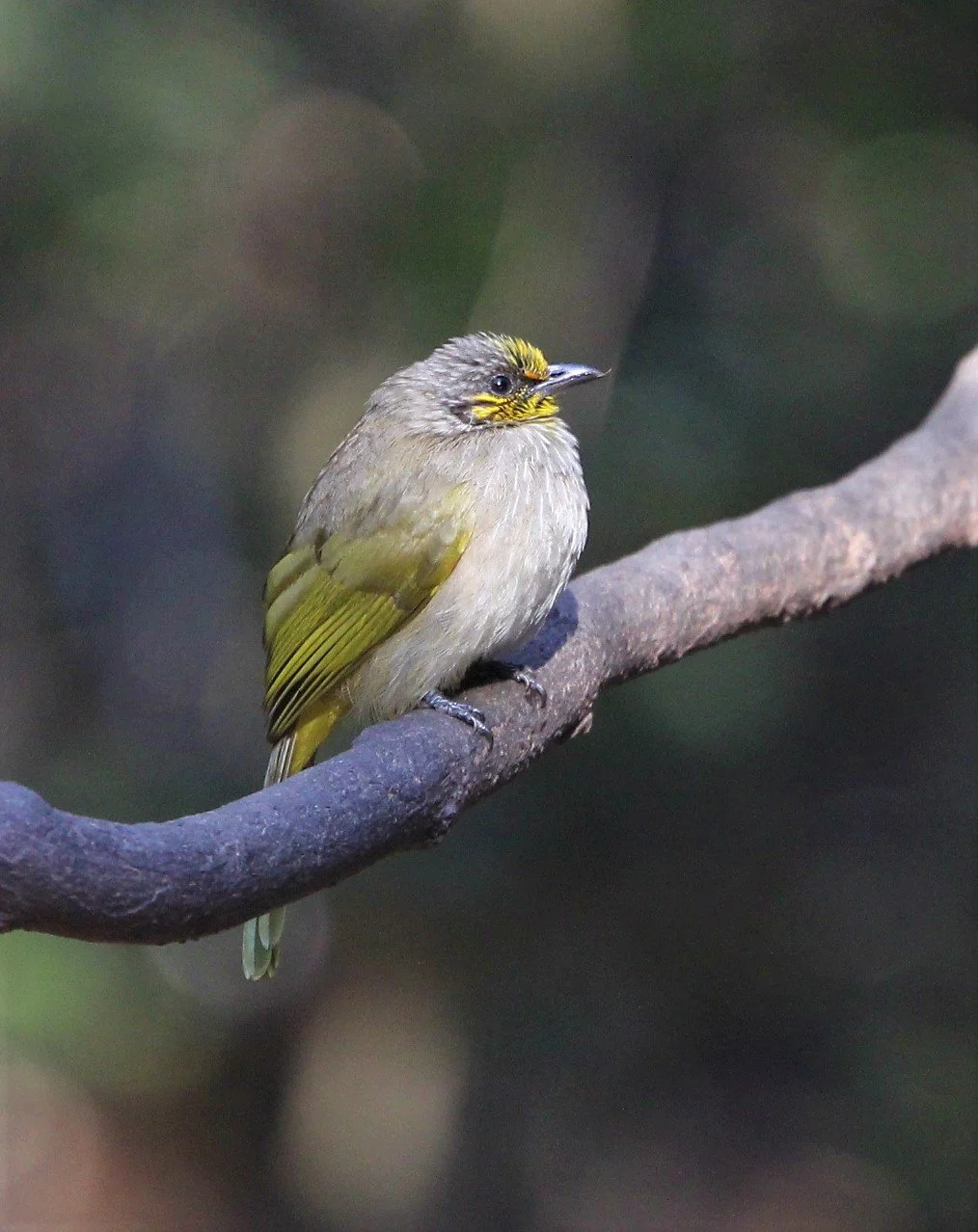 BULBUL - STRIPE-THROATED BULBUL - Pycnonotus finlaysoni - LUNG SIN HIDE KAENG KRACHAN A (4).jpg
